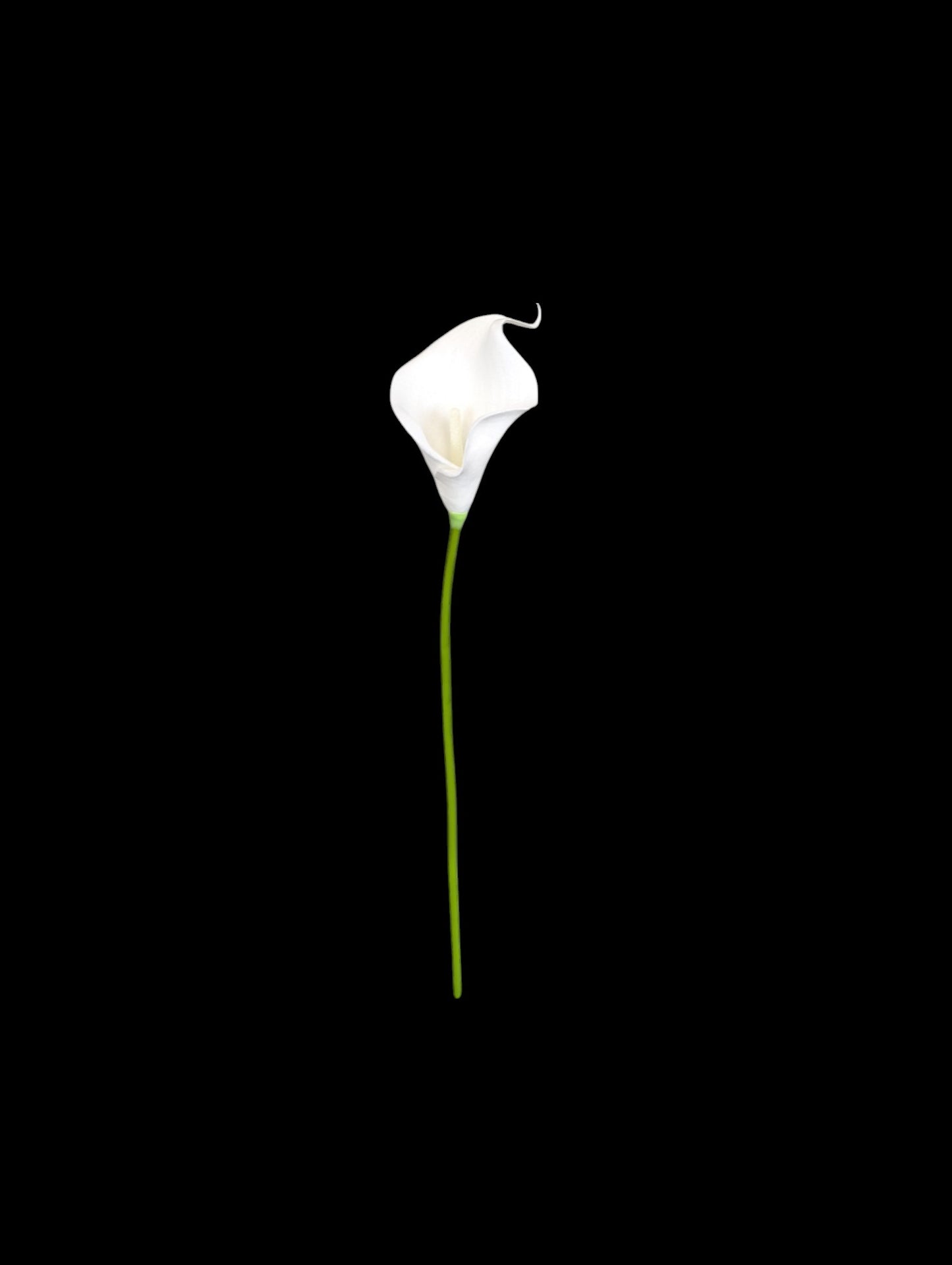 Calla Lily Stem 13" Long