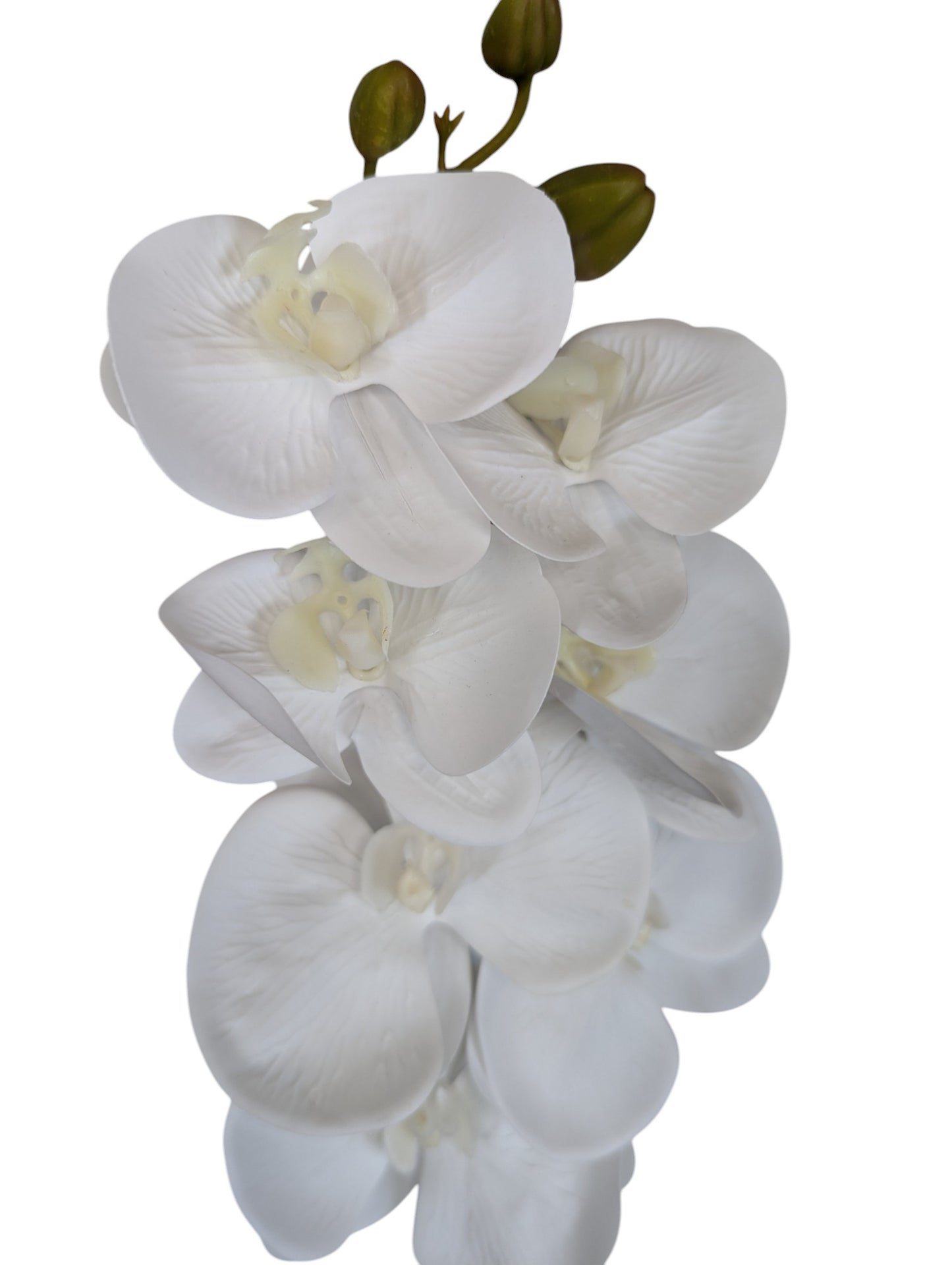 G17 Orchid Stem 31" Long 7 Heads