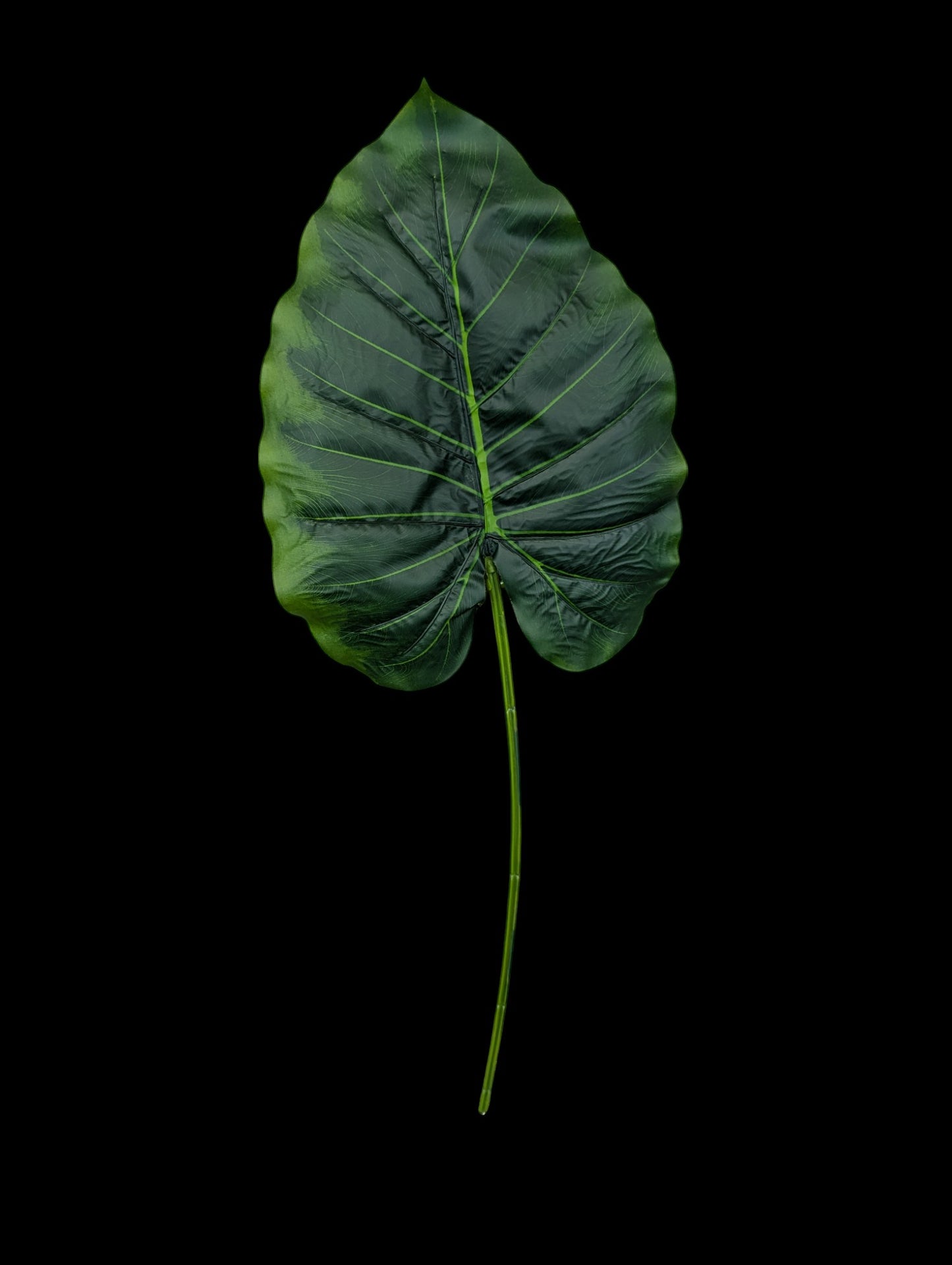 GGL2 Elephant Ear Leaf