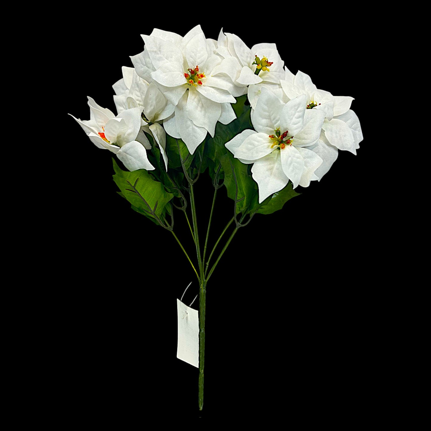 White Poinsettia Bush- 6 heads