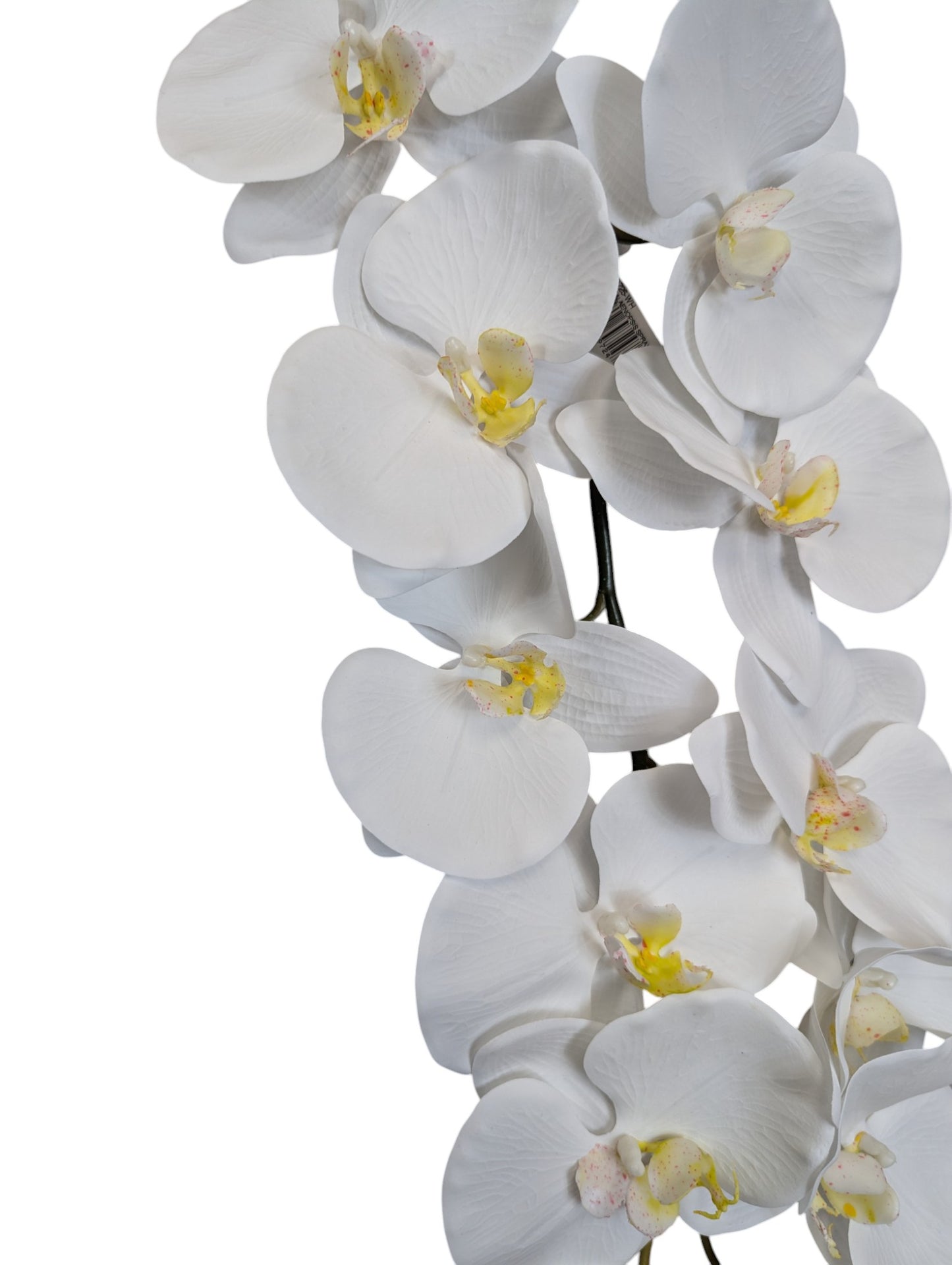 Giant Orchid Stem 45" Long x12 Heads