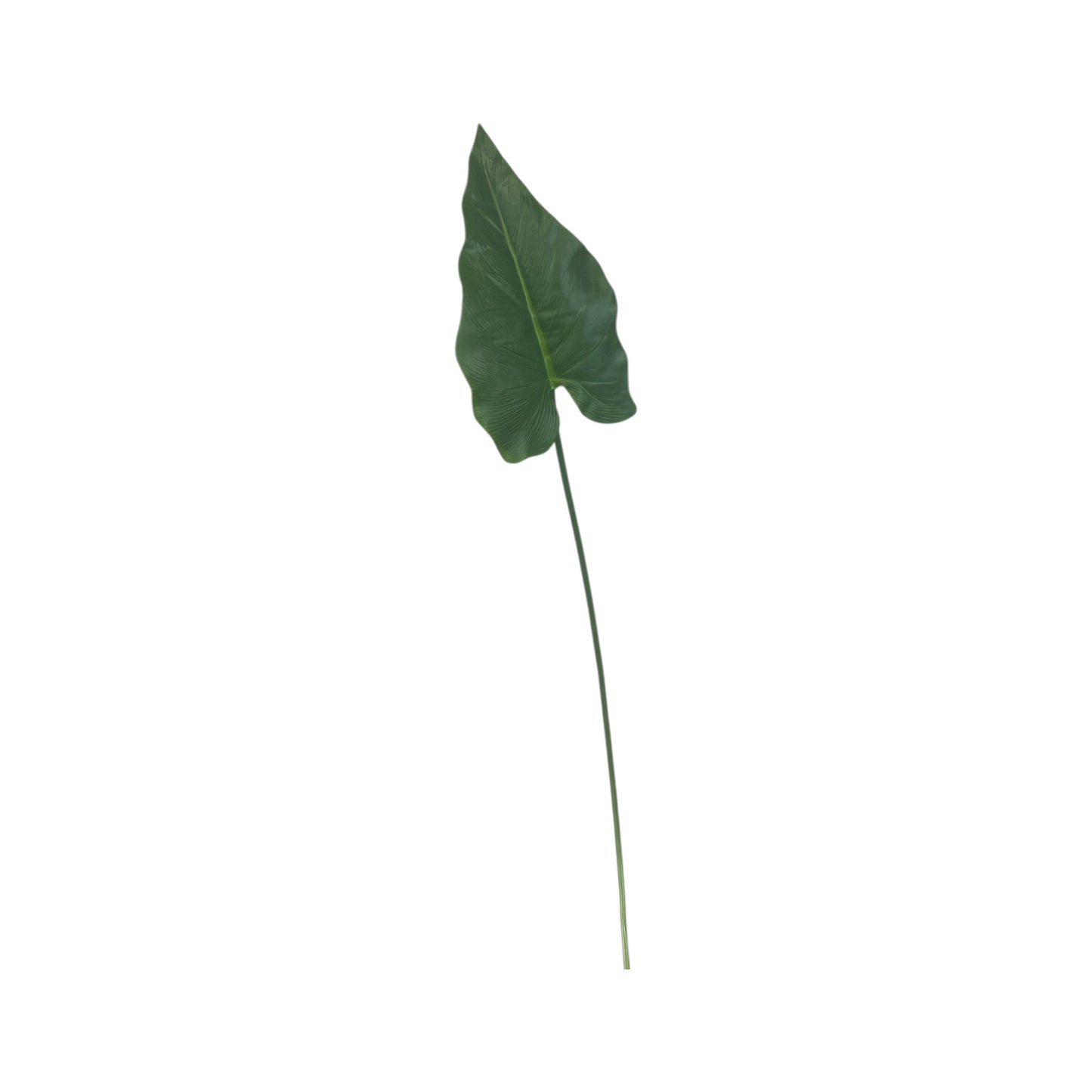 Calla Leaf