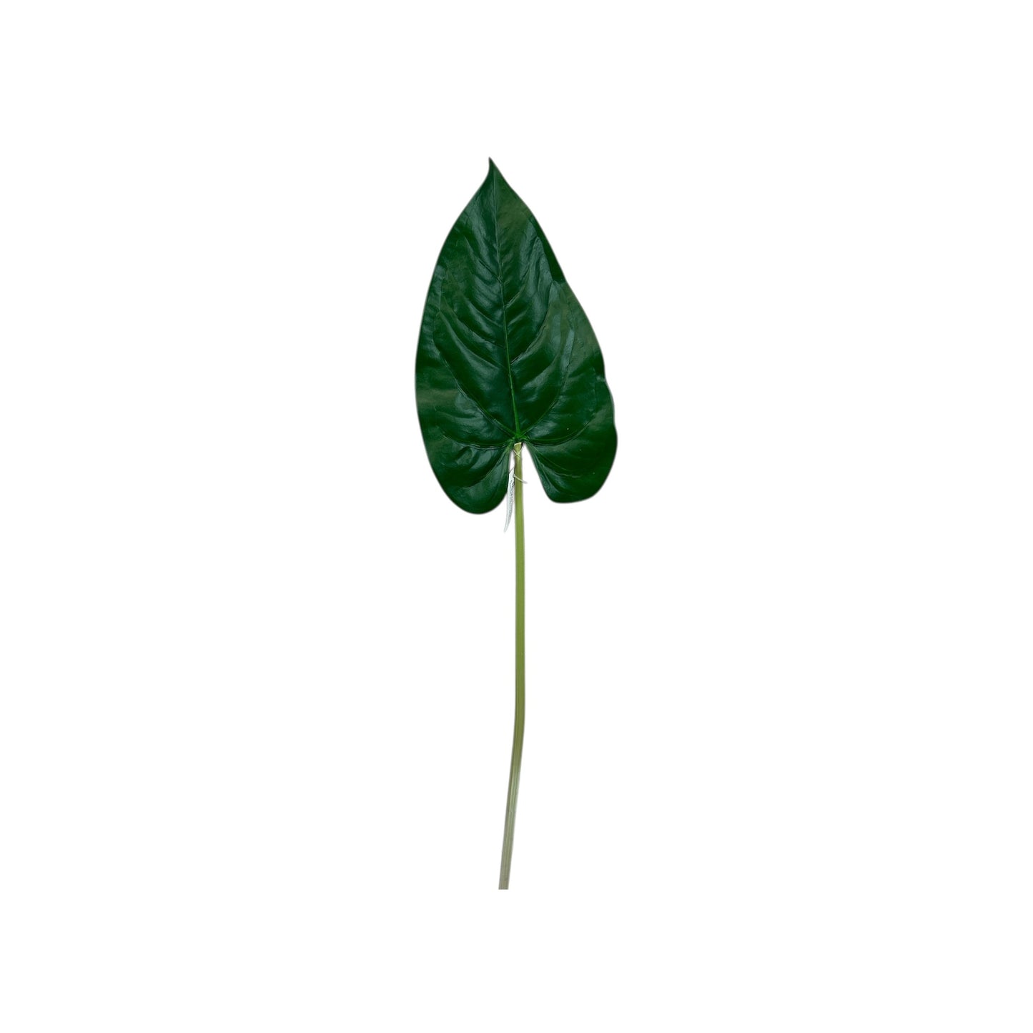 Calla Leaf
