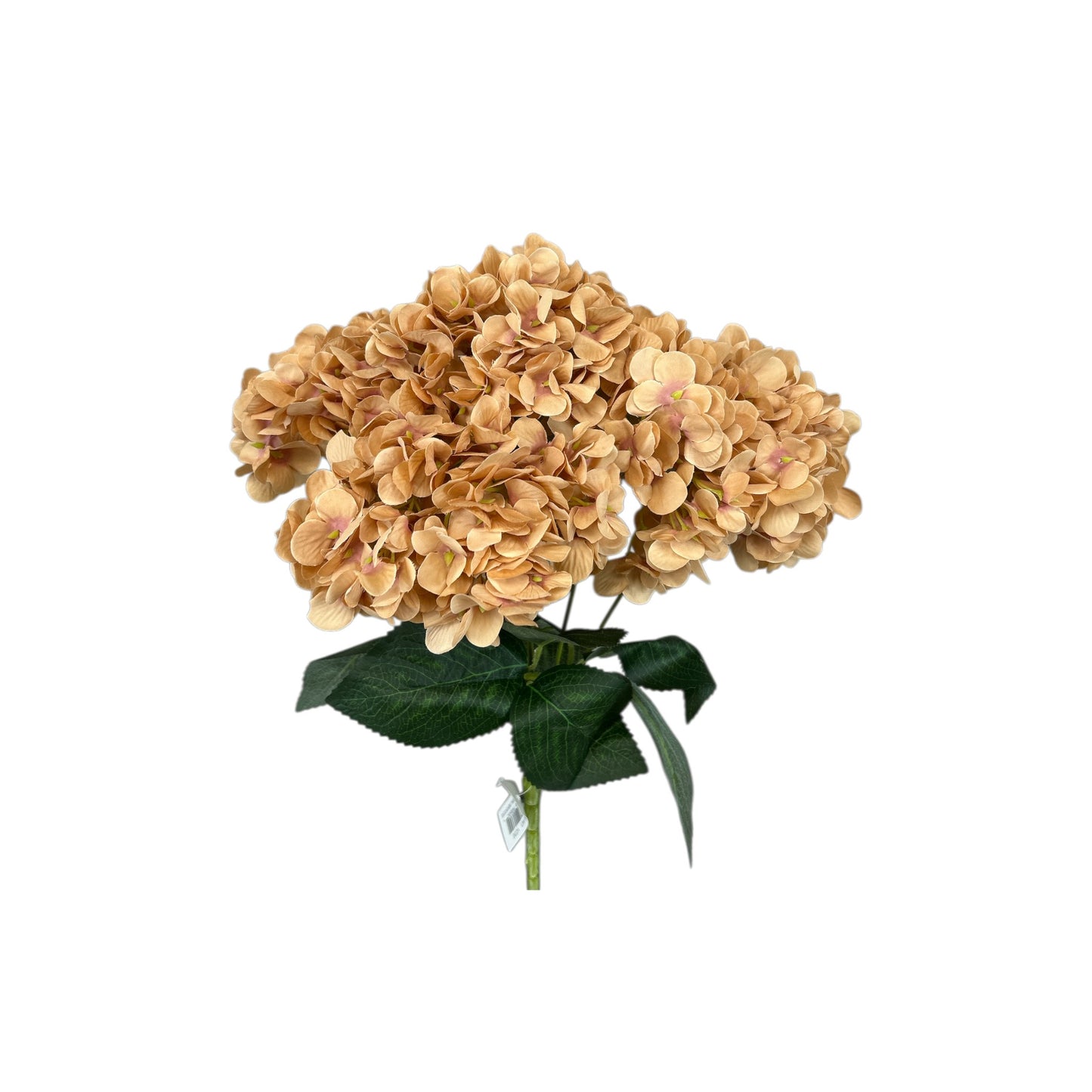 Champagne Hydrangea Bush- 5 heads