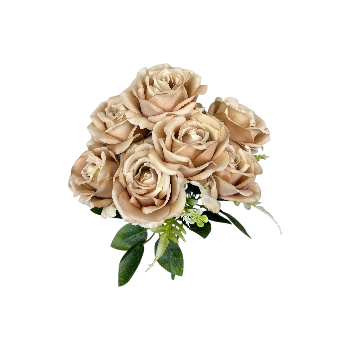 Coffee Rose Bush- 7 heads