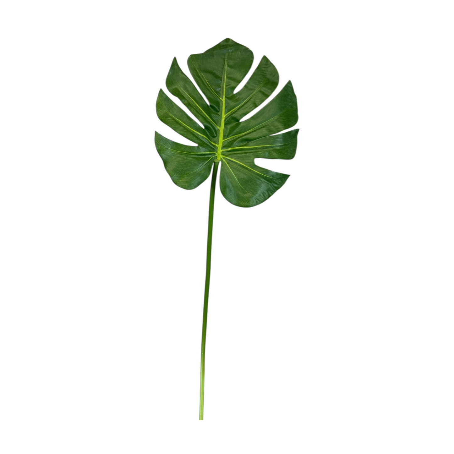 Monstera Leaf