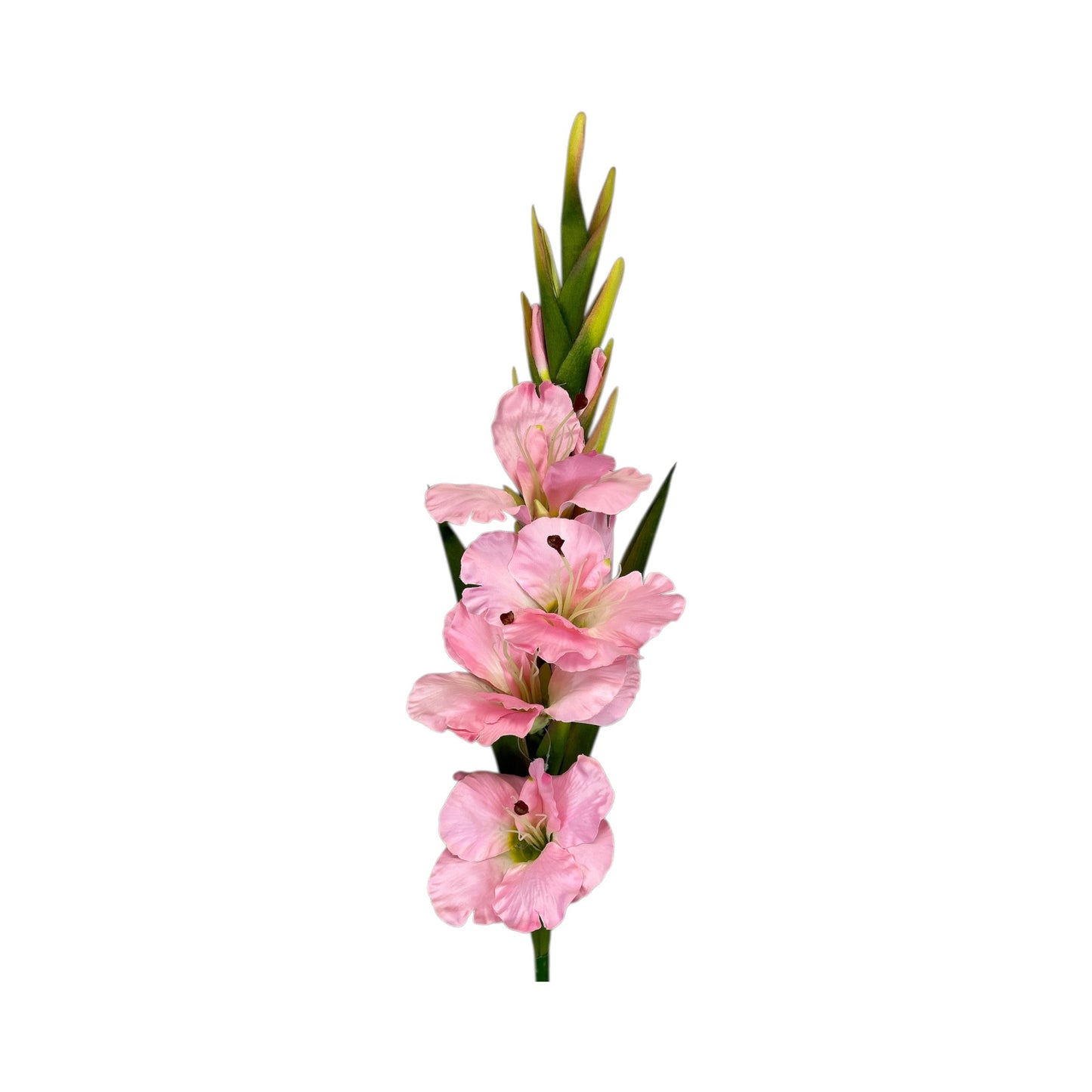 Pink Gladiolus Spray