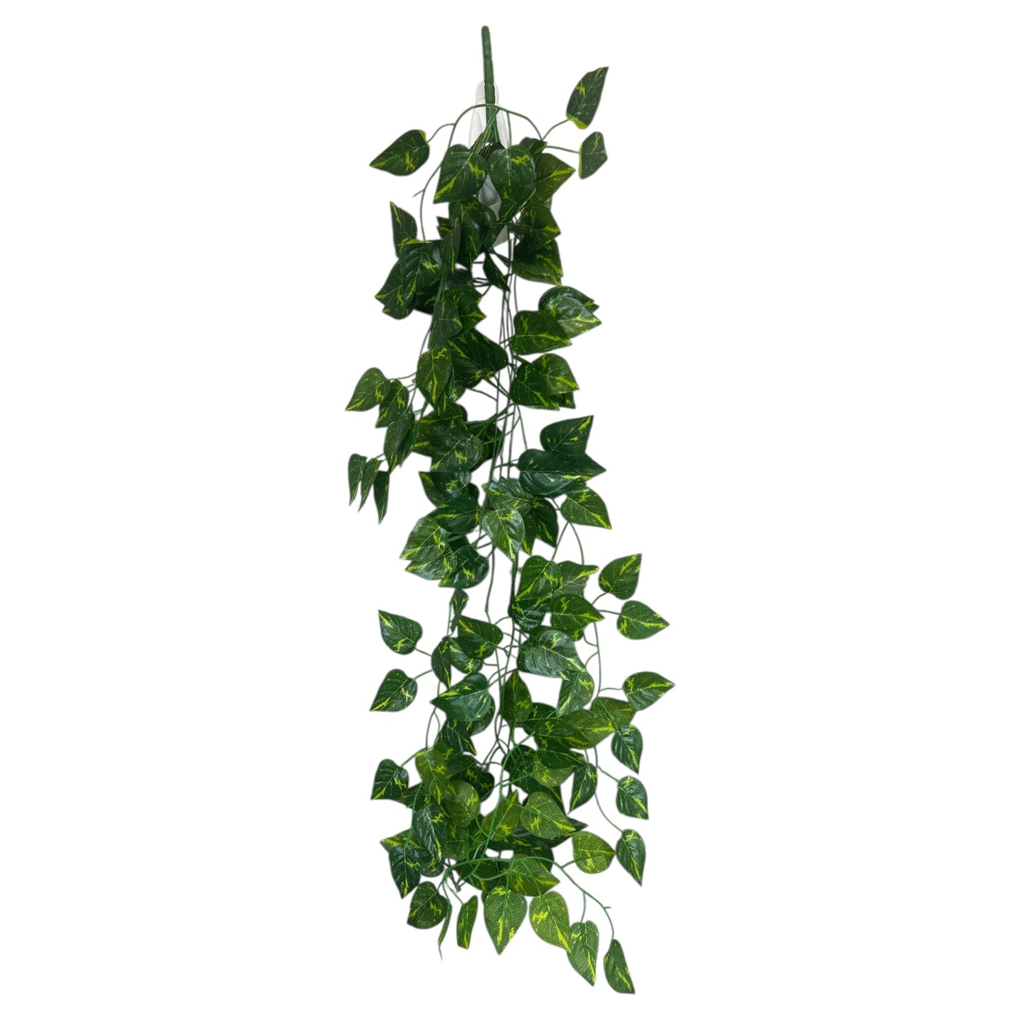 Pothos Hanging Bush