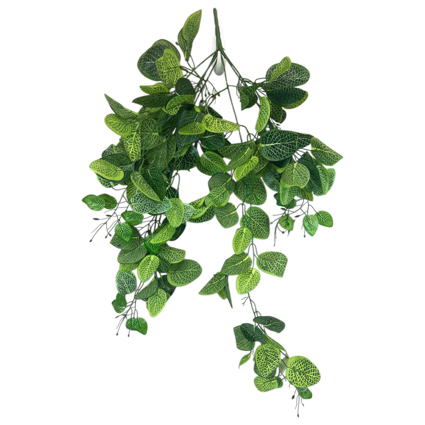 Variegated Pothos Bush