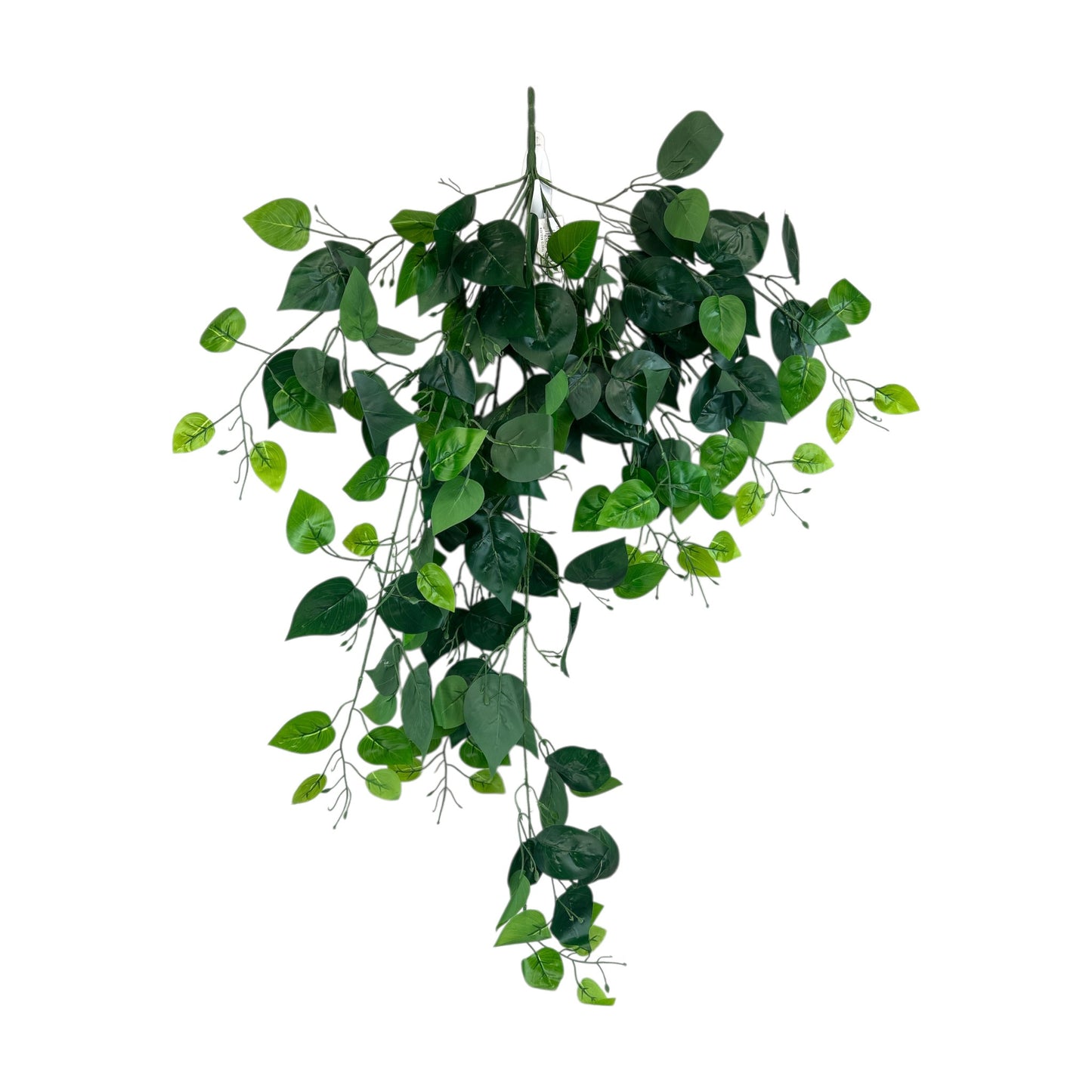 Pothos Bush