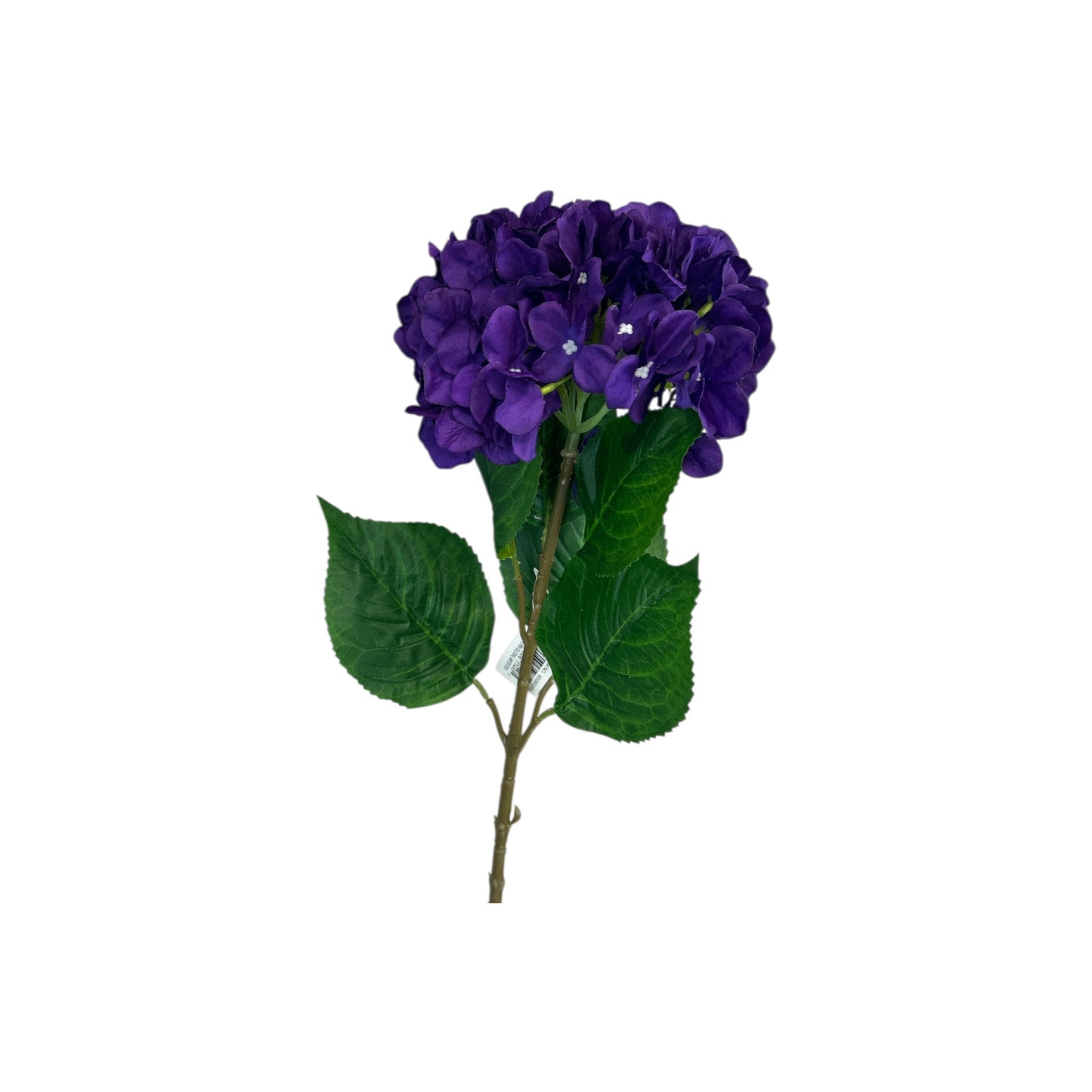 Purple Hydrangea Stem