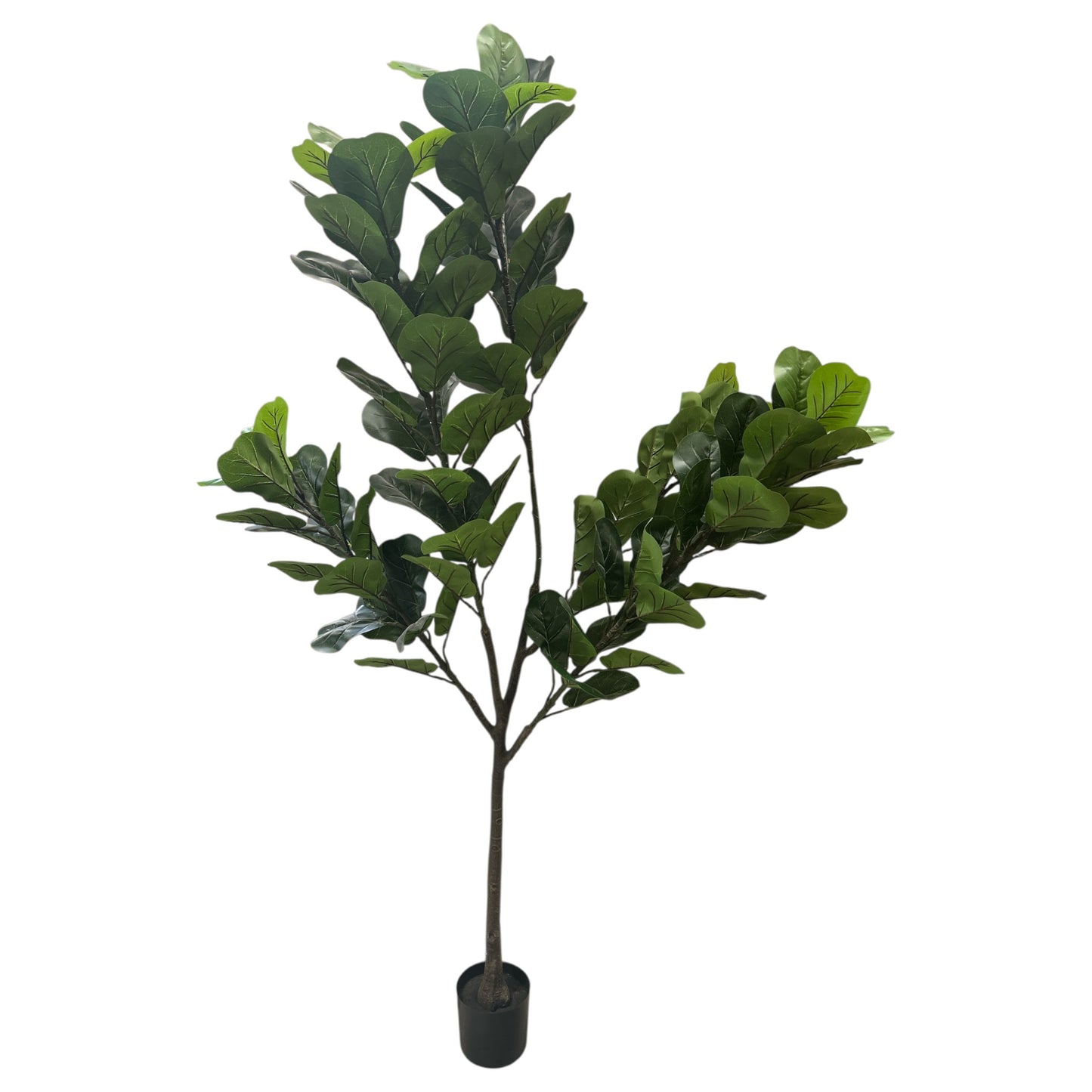 Fig Tree 7 Feet Tall