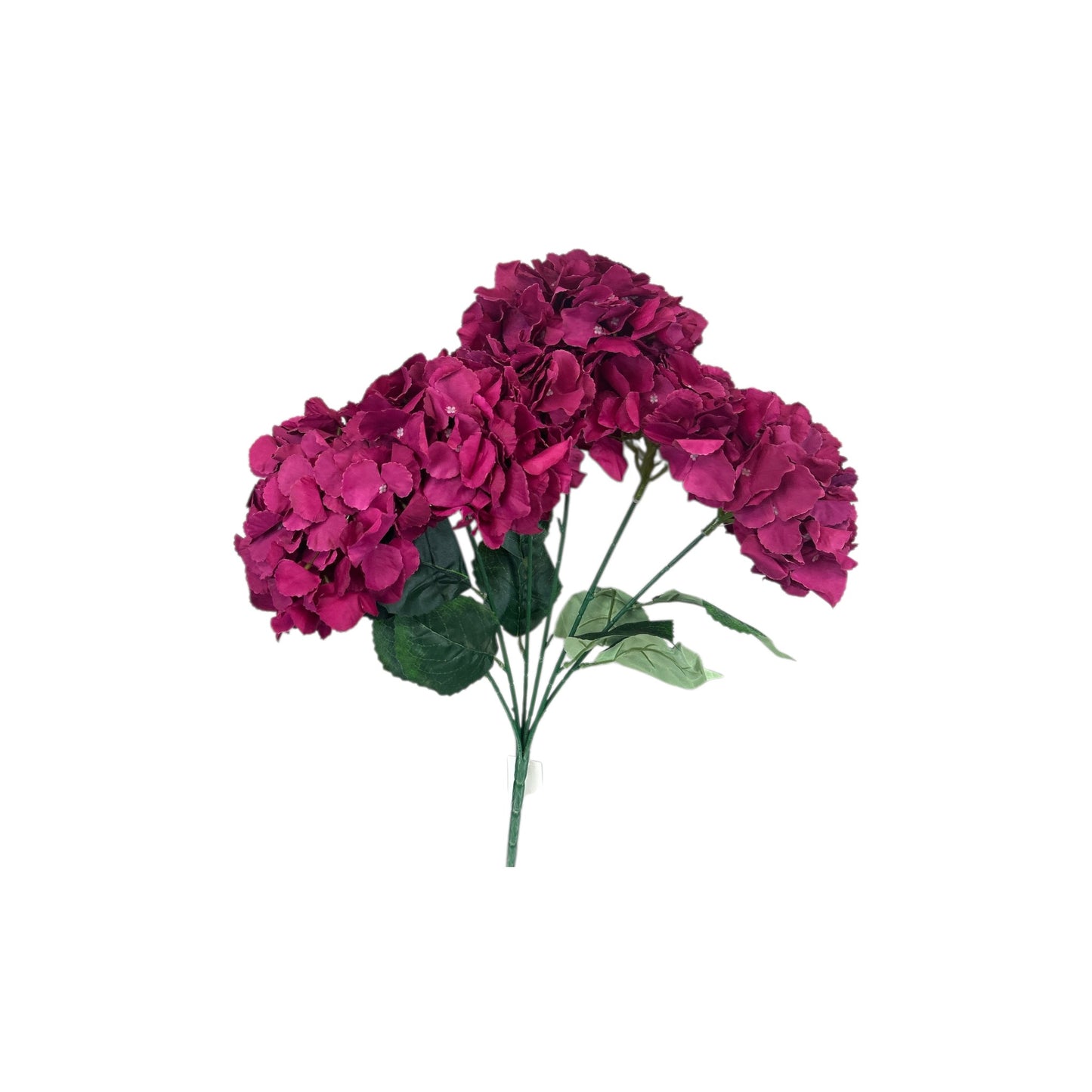 Sangria Hydrangea Bush- 6 heads