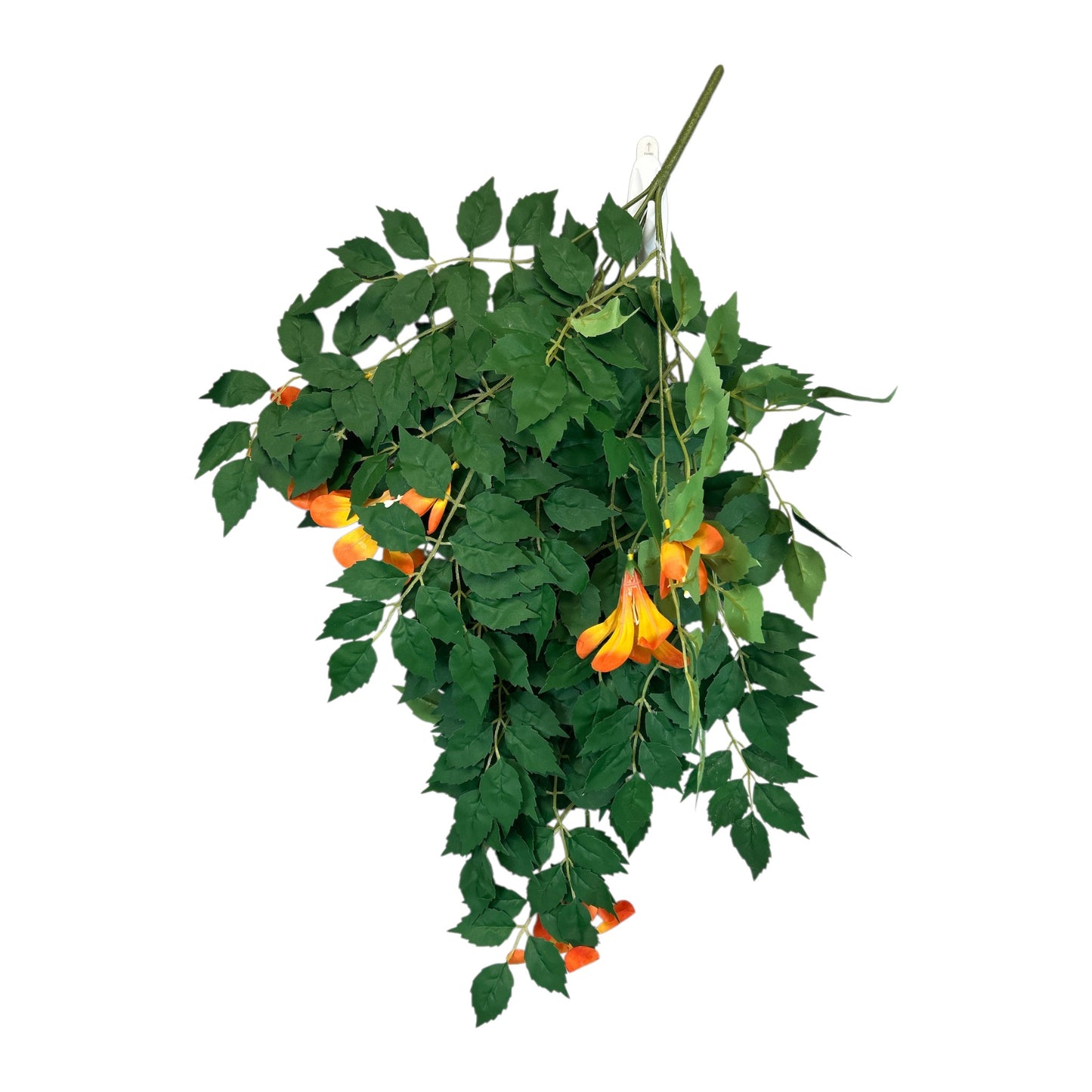 Trumpet Bush with Flowers