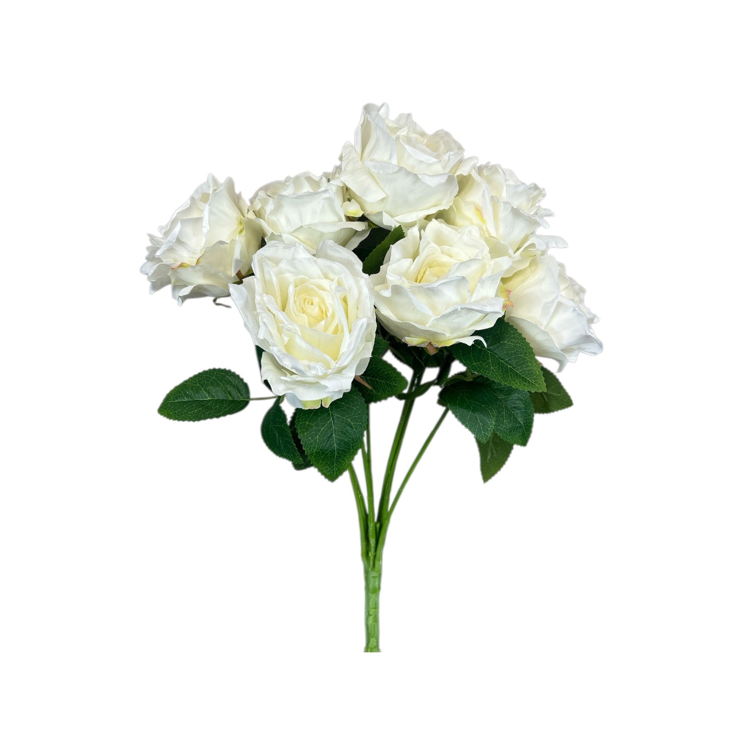 White Rose Bush- 7 heads