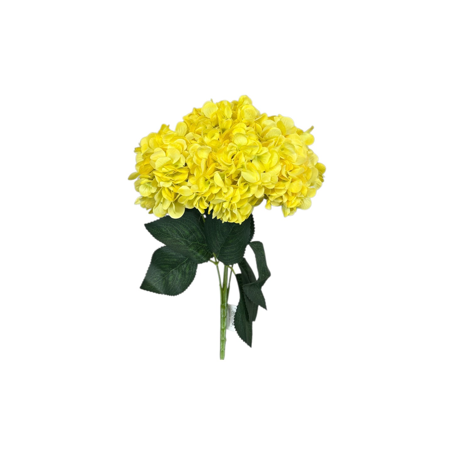 Lemon Yellow Hydrangea Bush- 5 heads