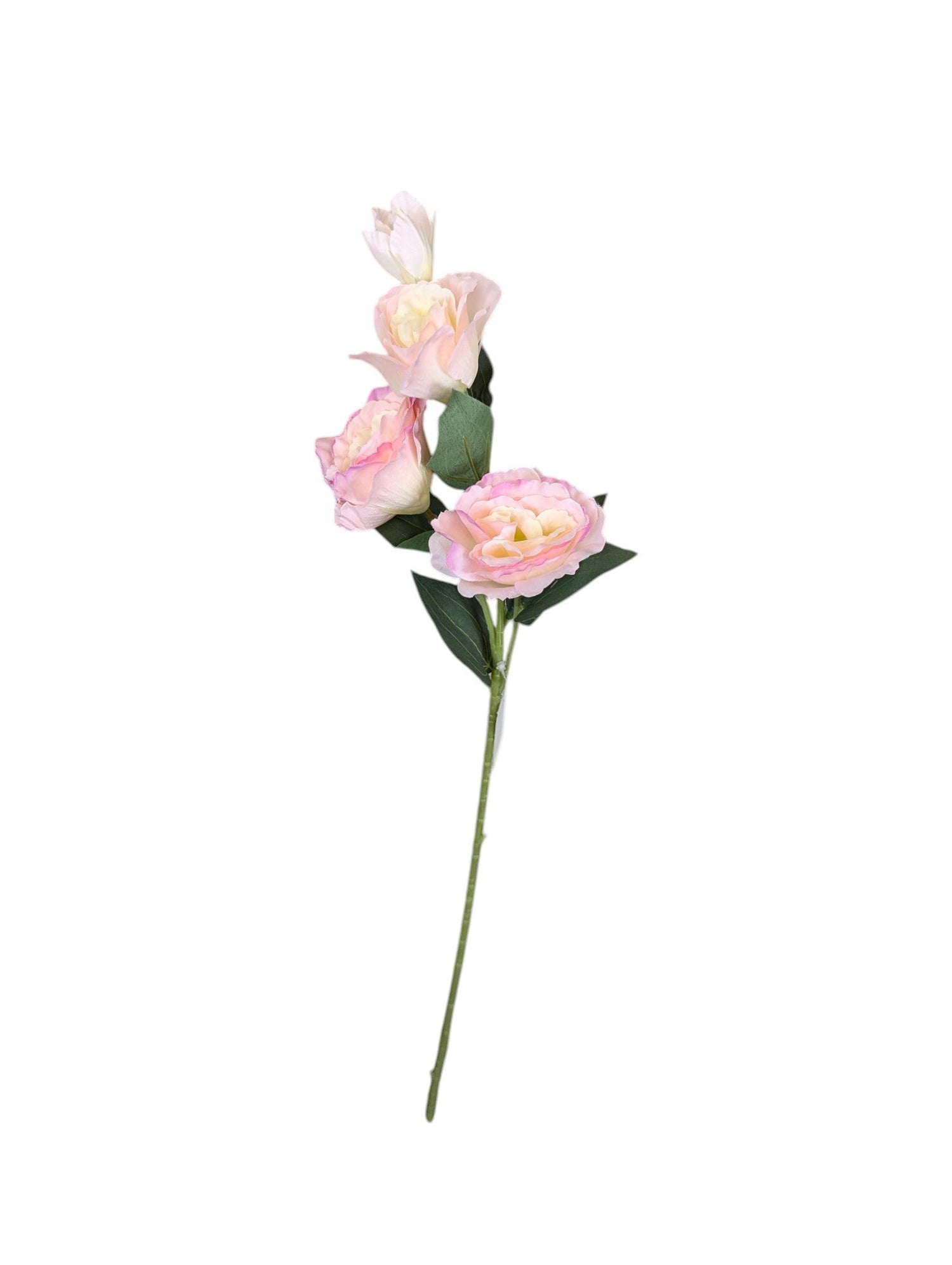 Floral Stems
