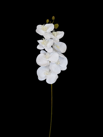 G17  Orchid Stem  31" Long 7 Heads