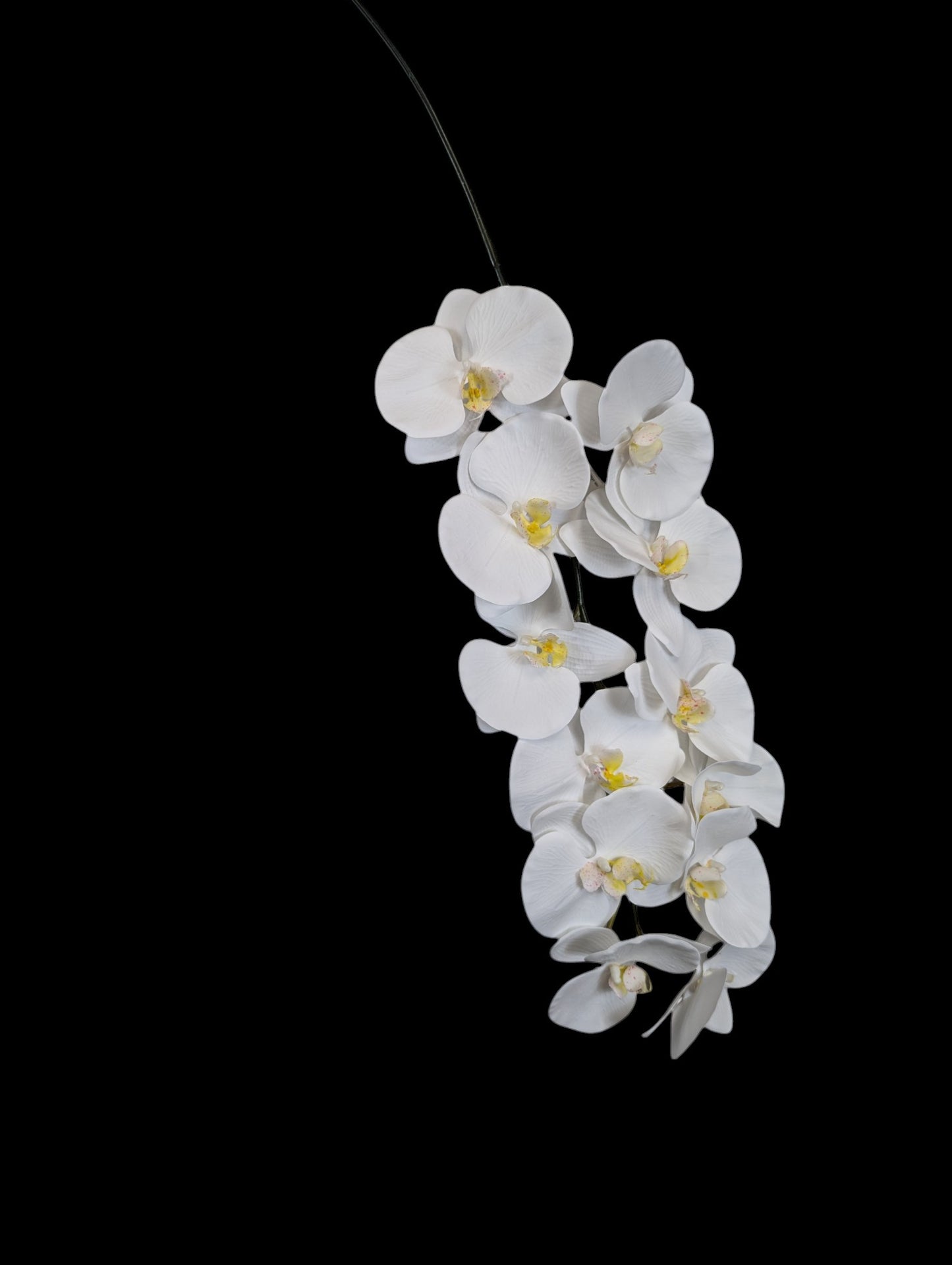 Giant Orchid Stem 45" Long x12 Heads