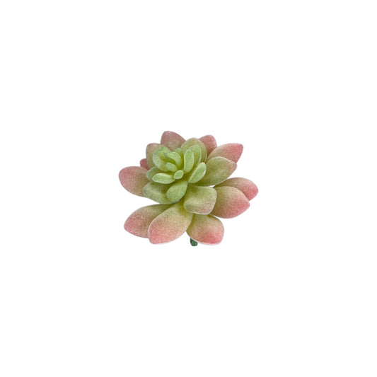 Succulent