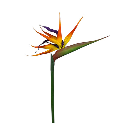 Bird of Paradise Stem