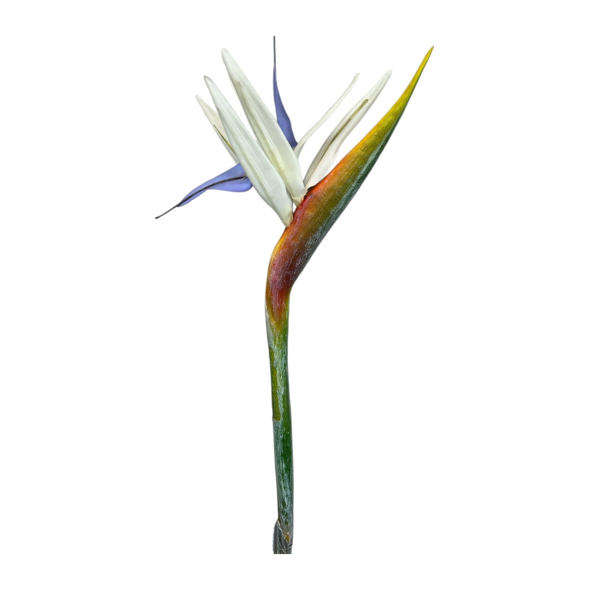 Bird of Paradise Stem