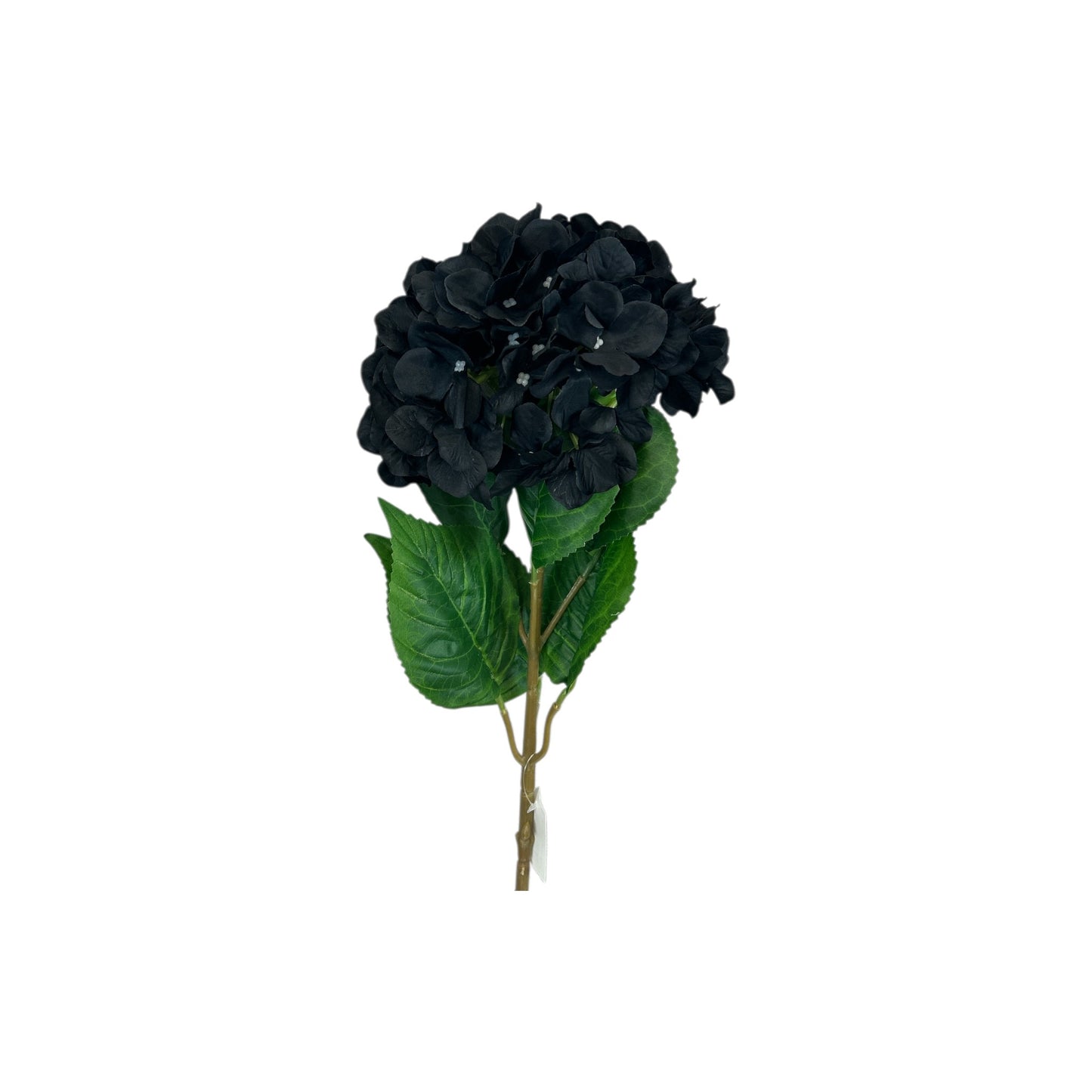 Black Hydrangea Stem