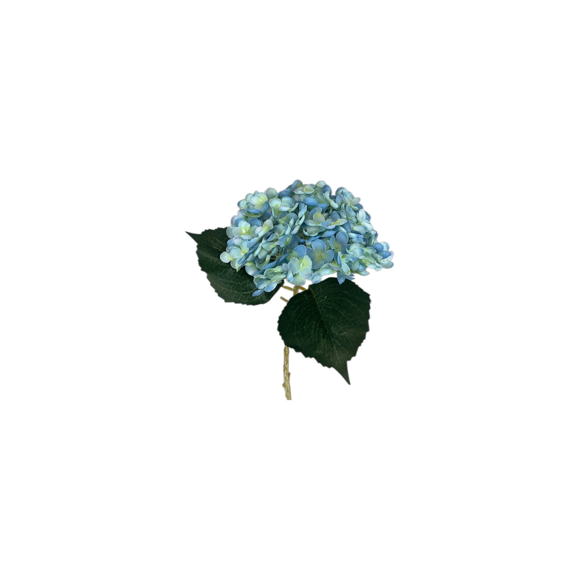 Hydrangea Stem