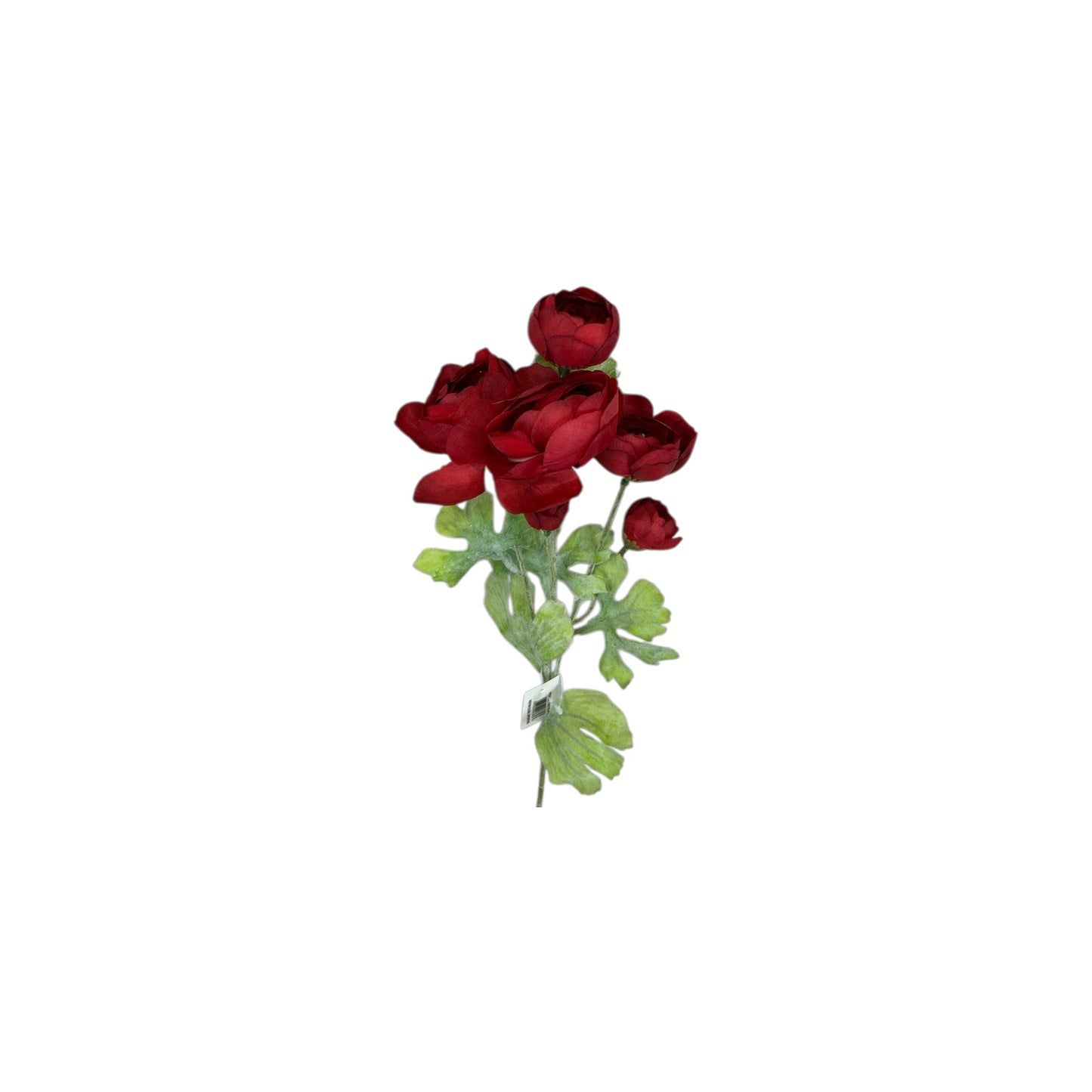 Burgundy Ranunculus Spray- 3 heads