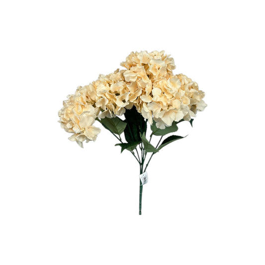Champagne Hydrangea Bush- 6 heads
