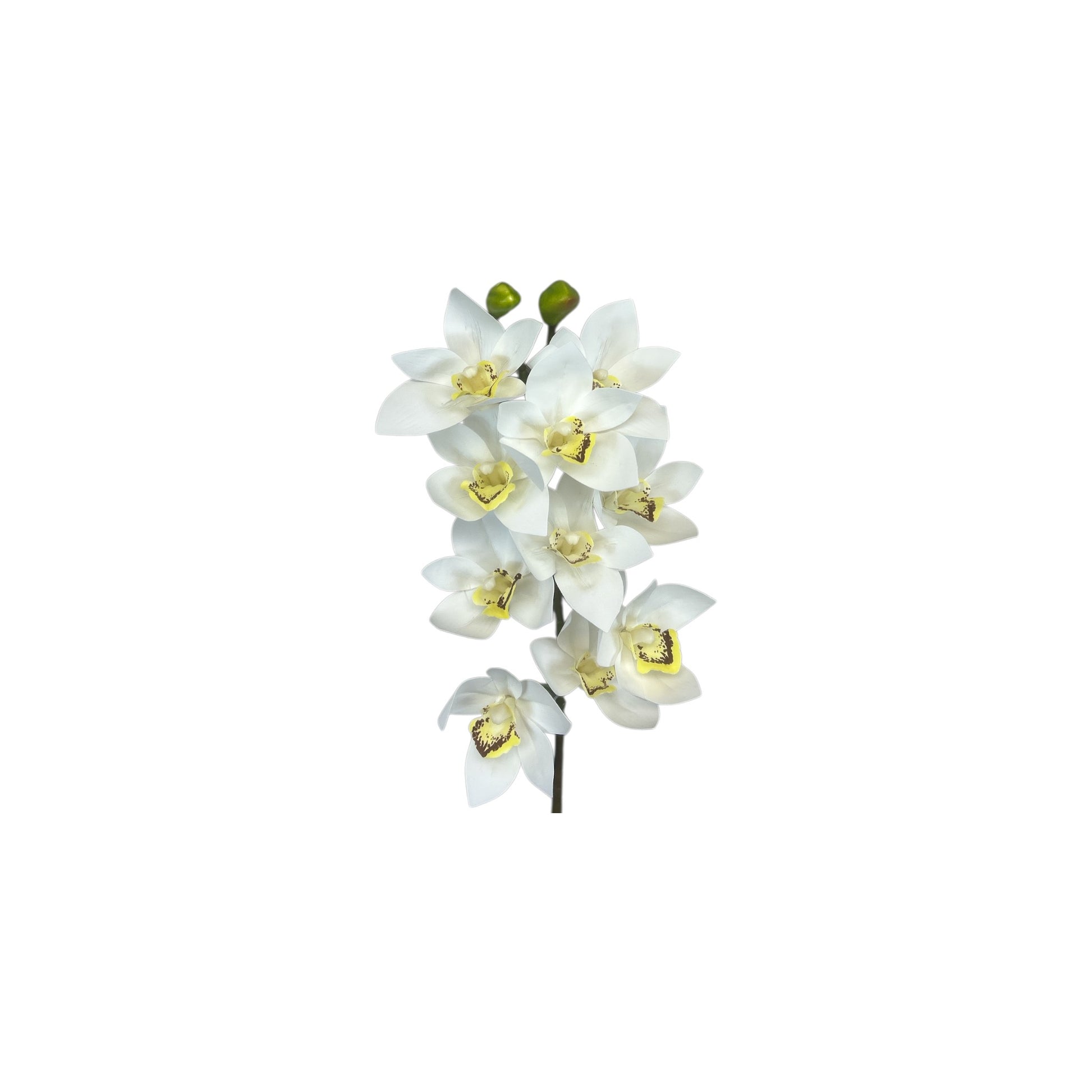 White Cymbidium Orchid Stem