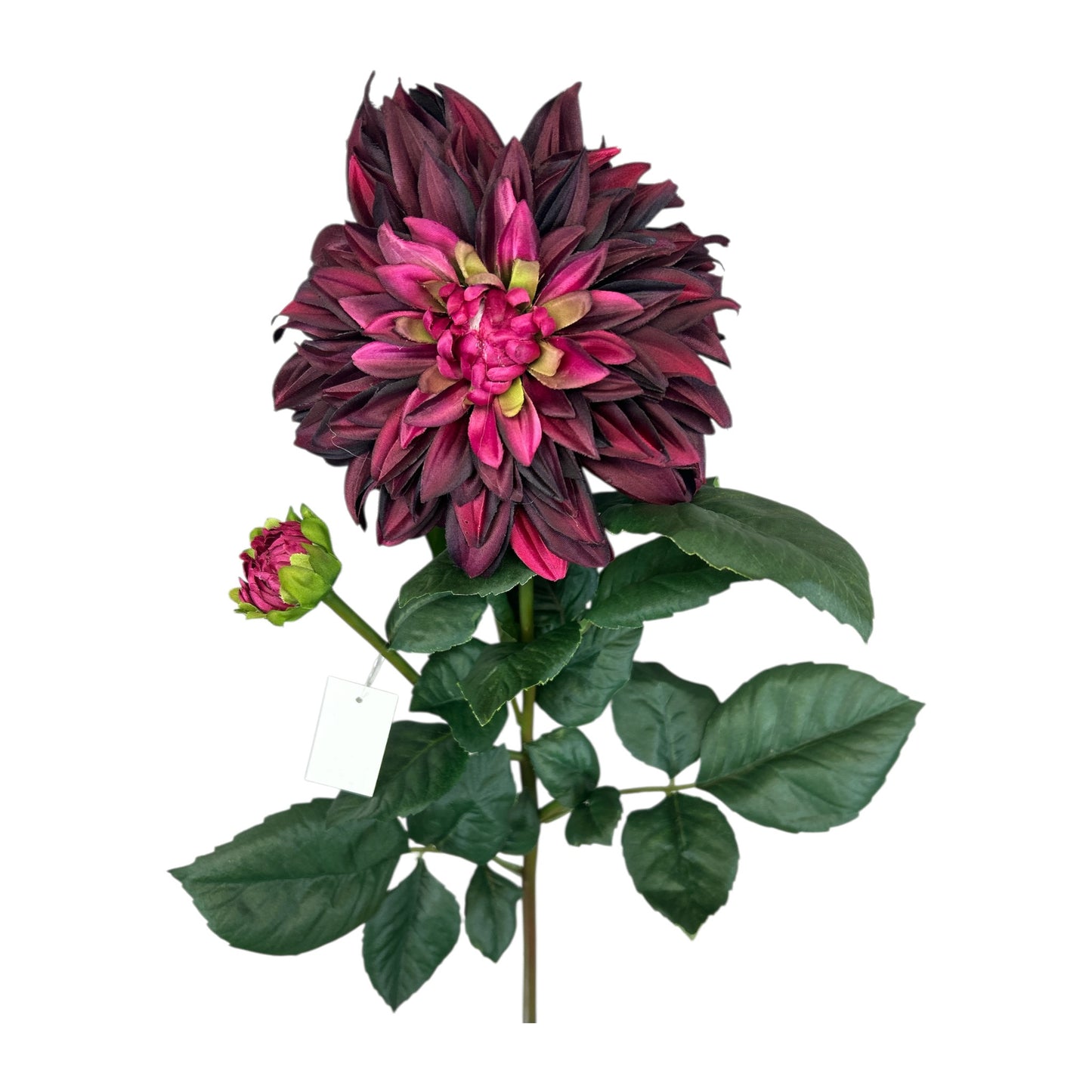 Dahlia Stem