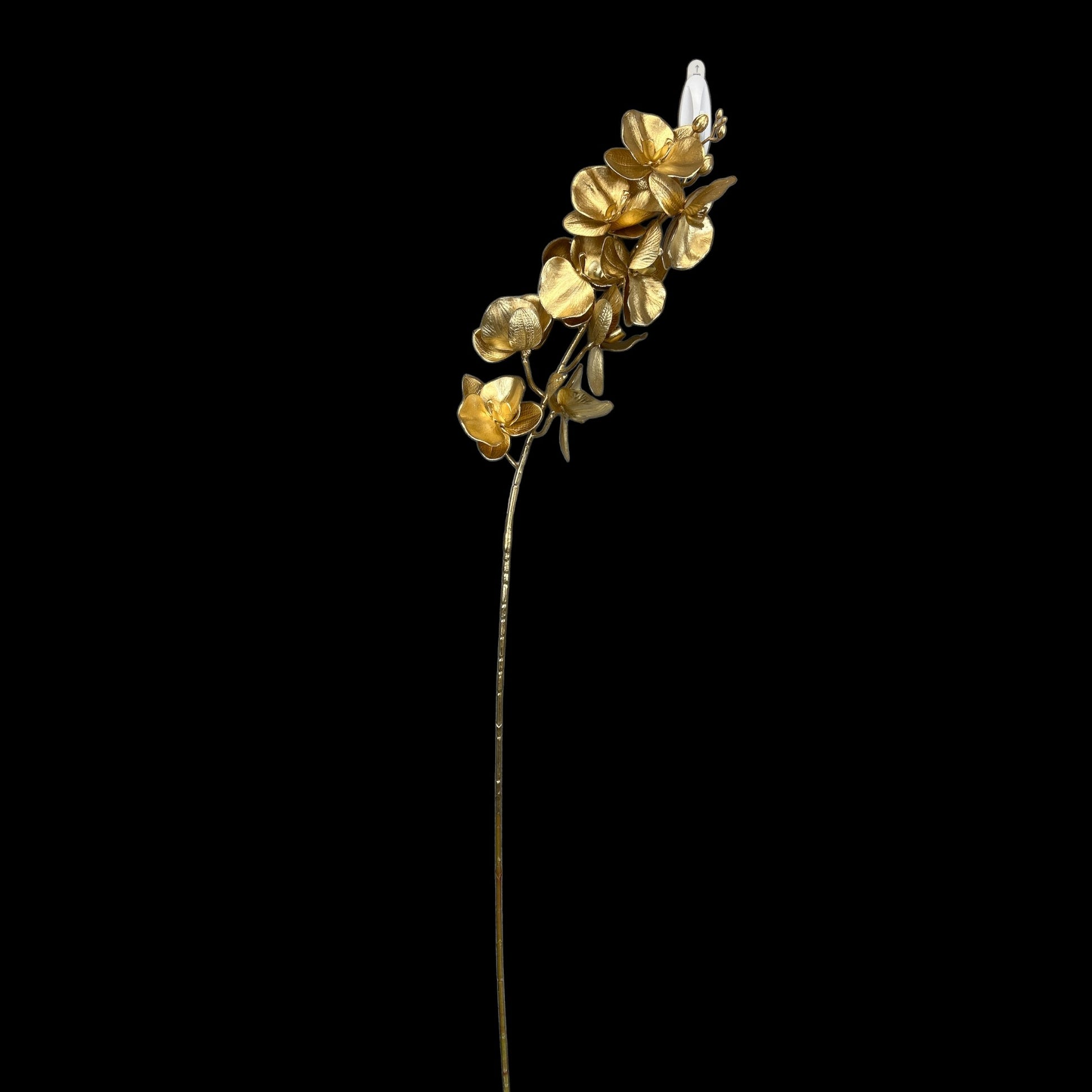 Gold Phalaenopsis- 9 heads