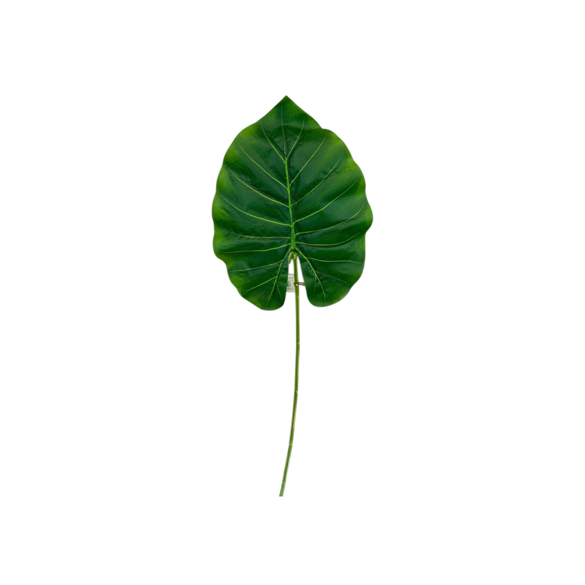 Elephant Ear Leaf