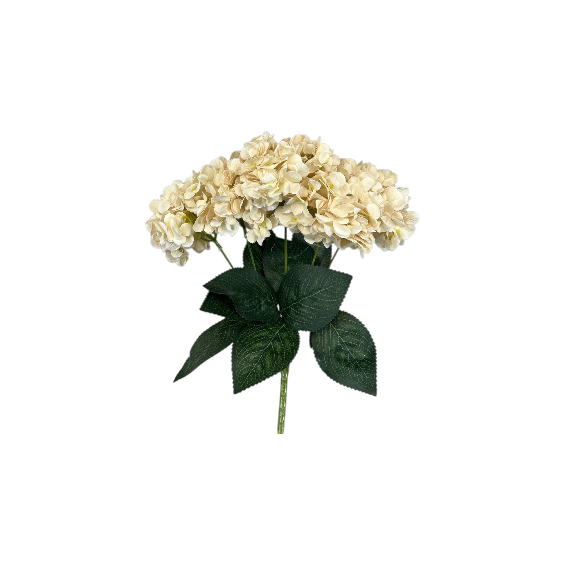 Euro White Hydrangea Bush- 5 heads