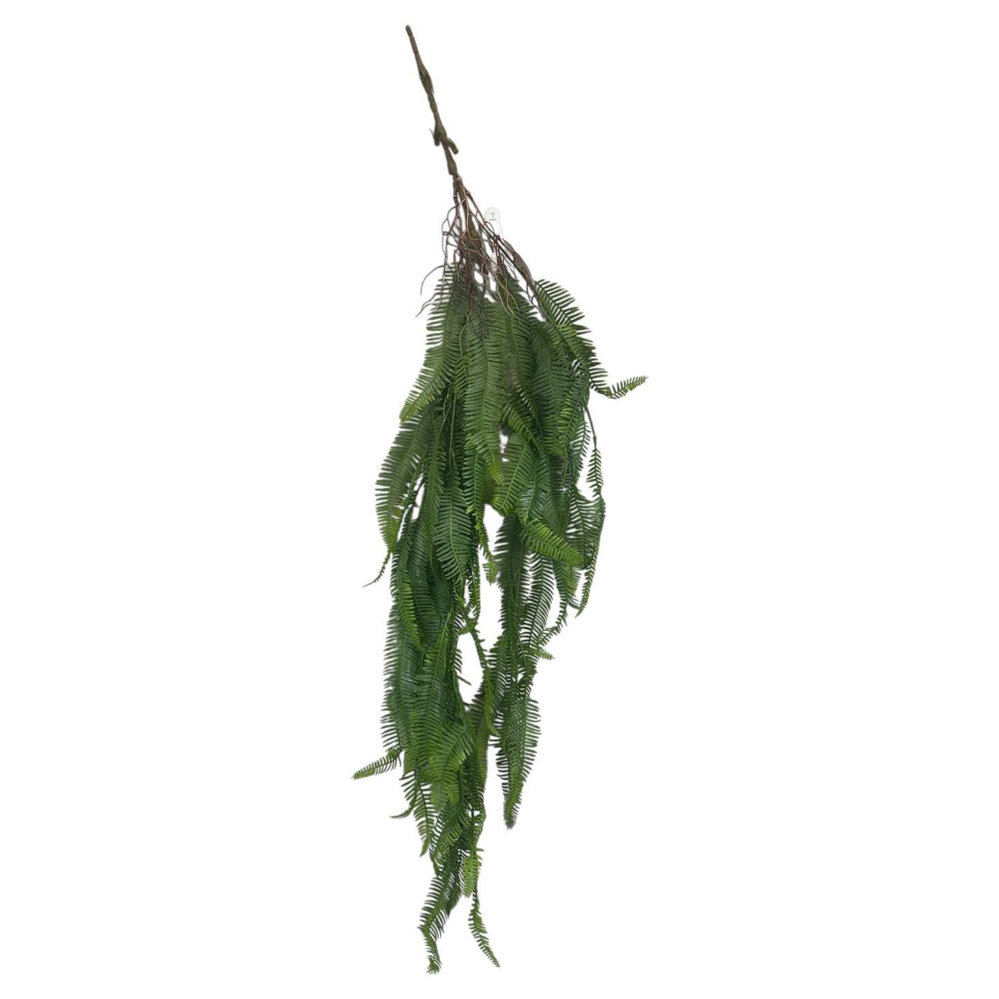 Hanging Fern Bush