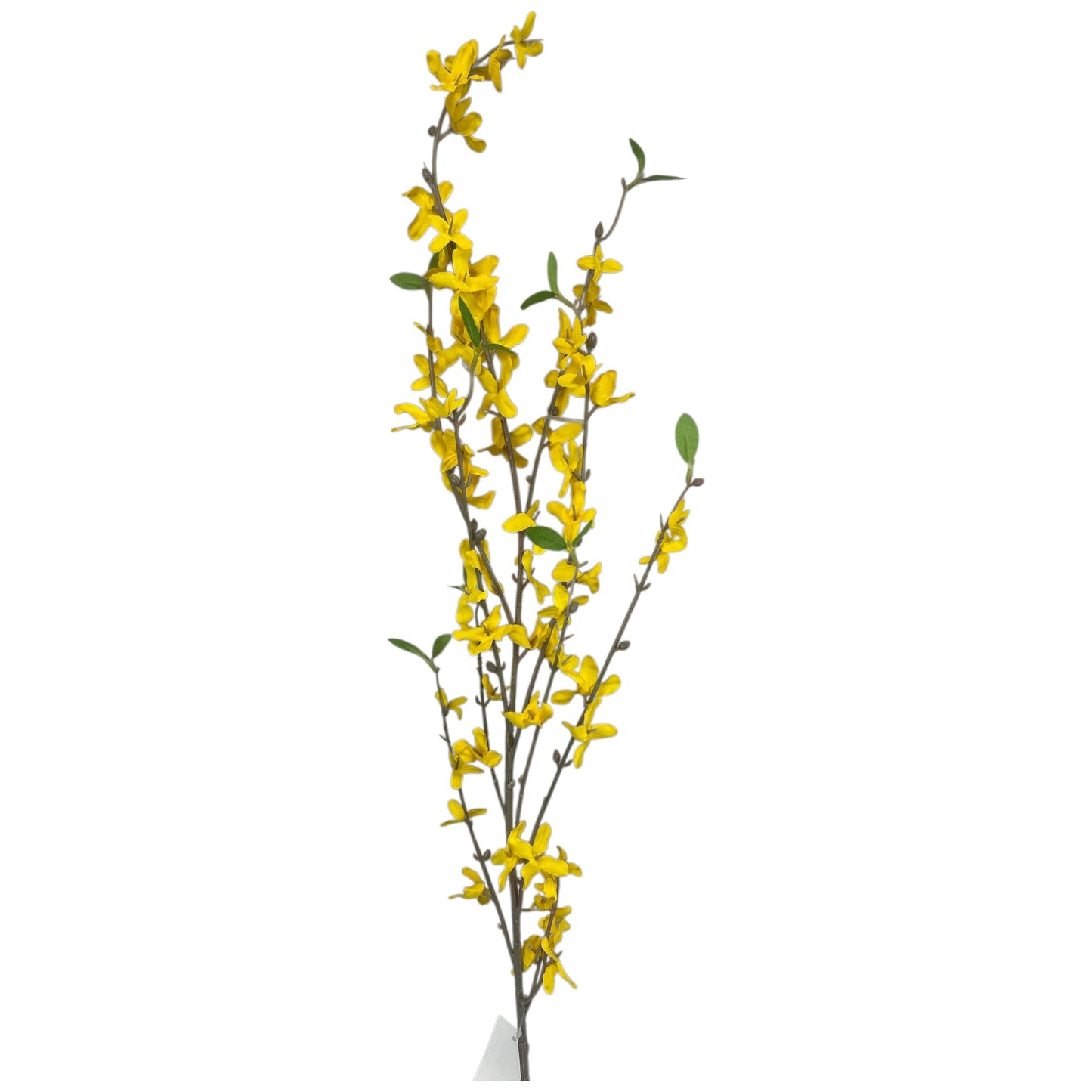 Yellow Forsythia Spray