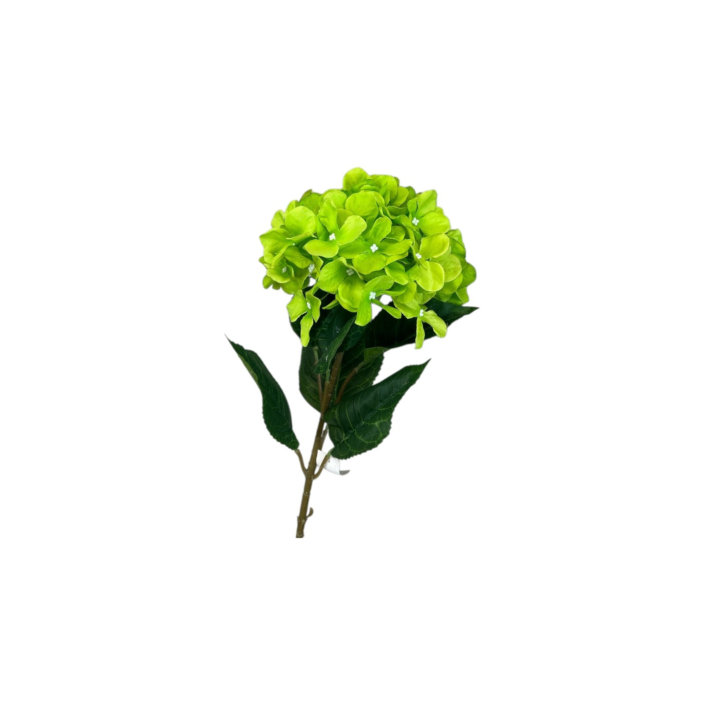 Green Hydrangea Stem