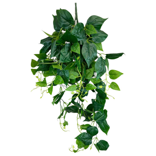 Pothos Hanging Bush