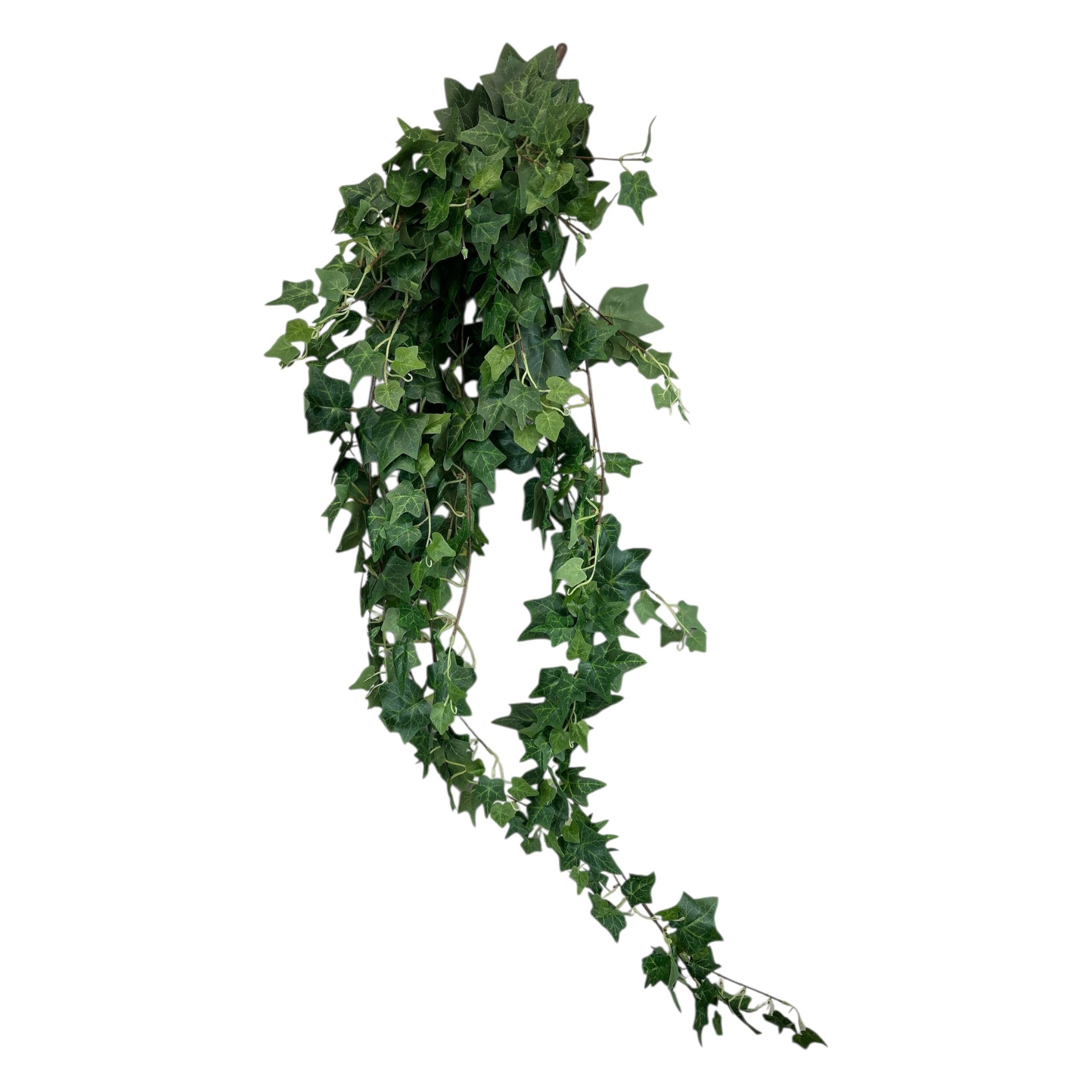 Ivy Hanging Bush