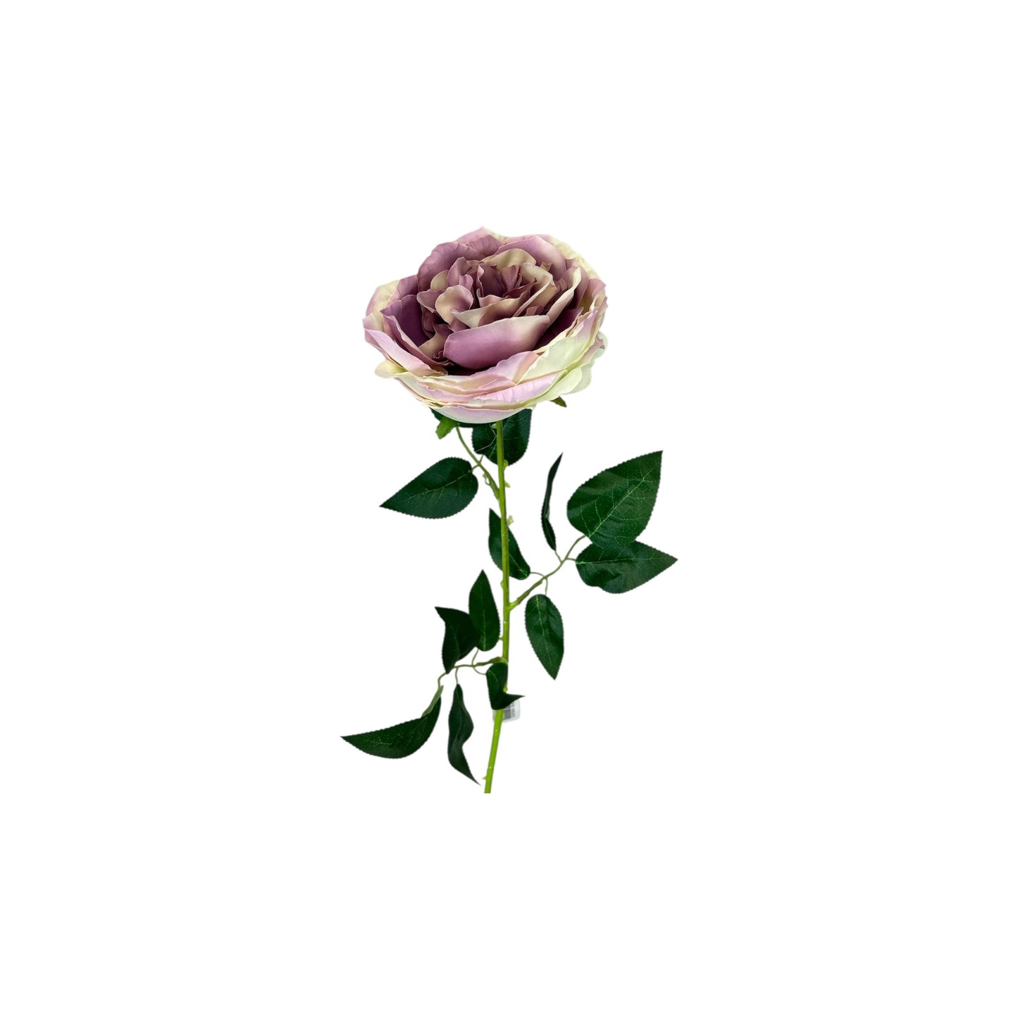Lavender & Cream Cottage Rose Stem