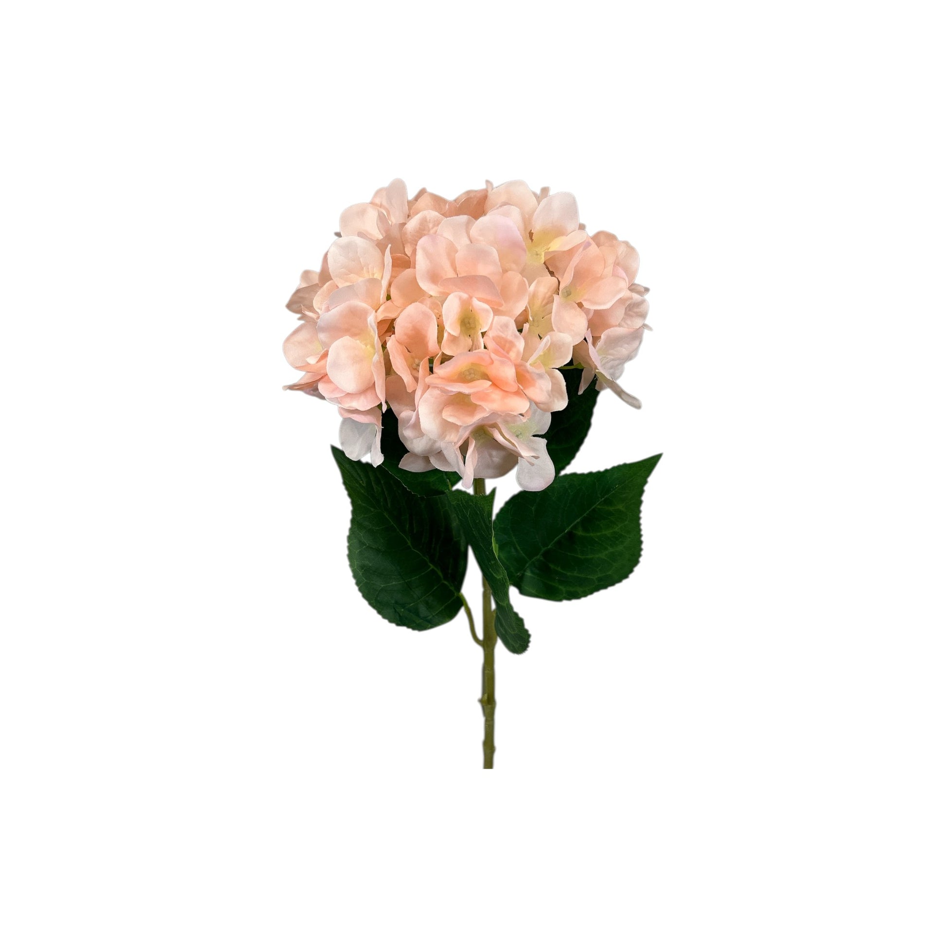 Light Pink Hydrangea Stem