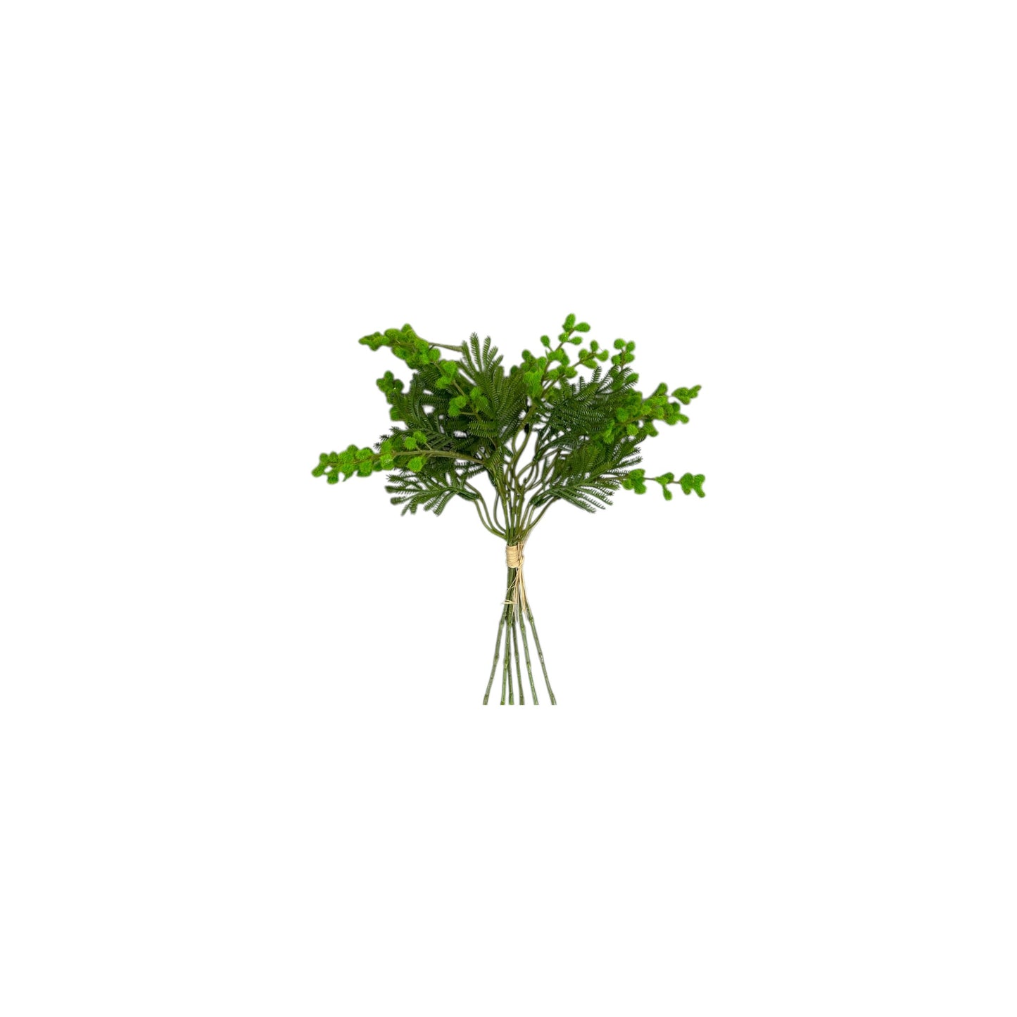 Mimosa Bundle-6 heads