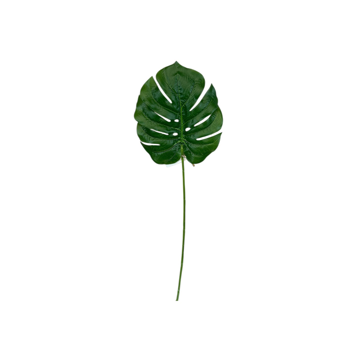 Monstera Leaf