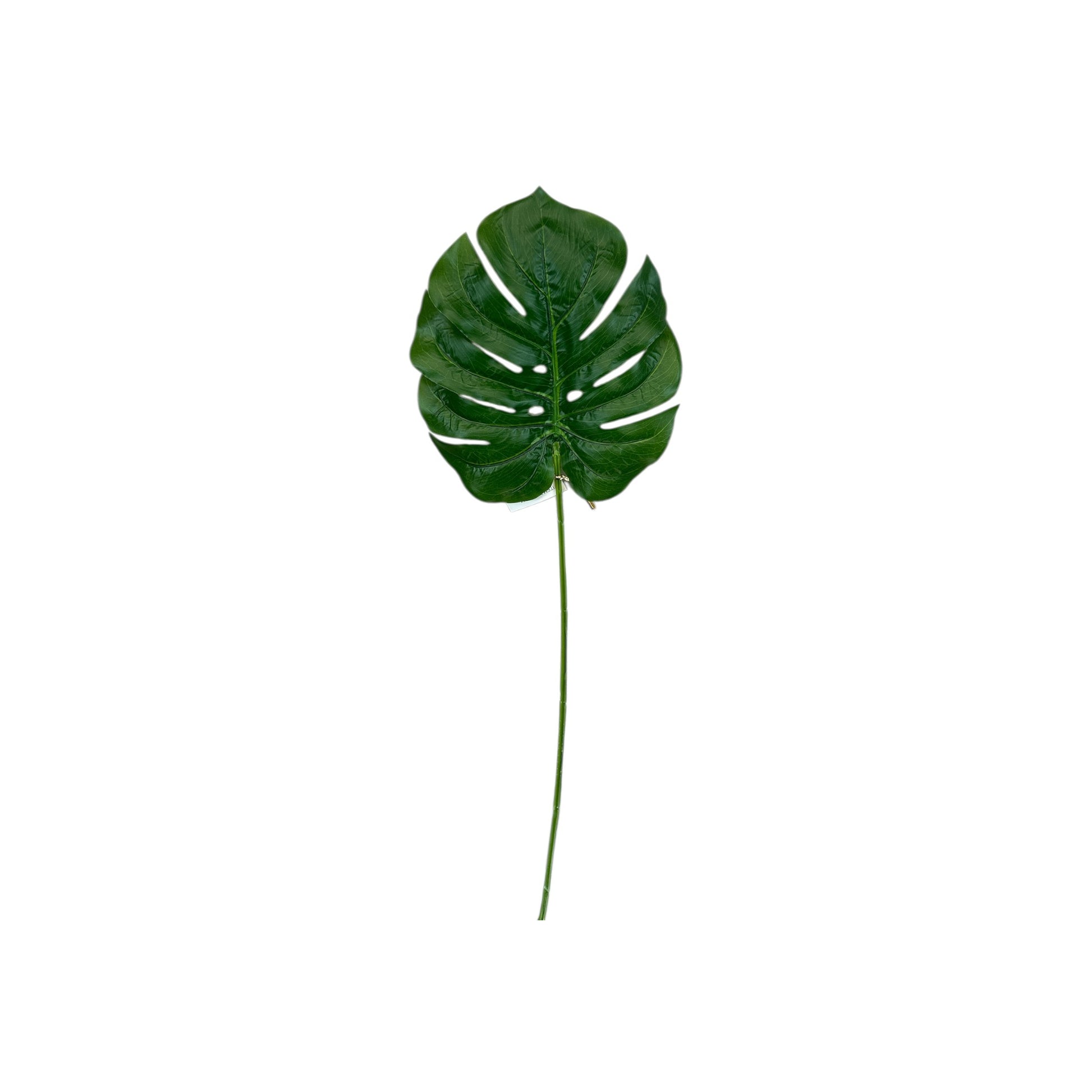 Monstera Leaf