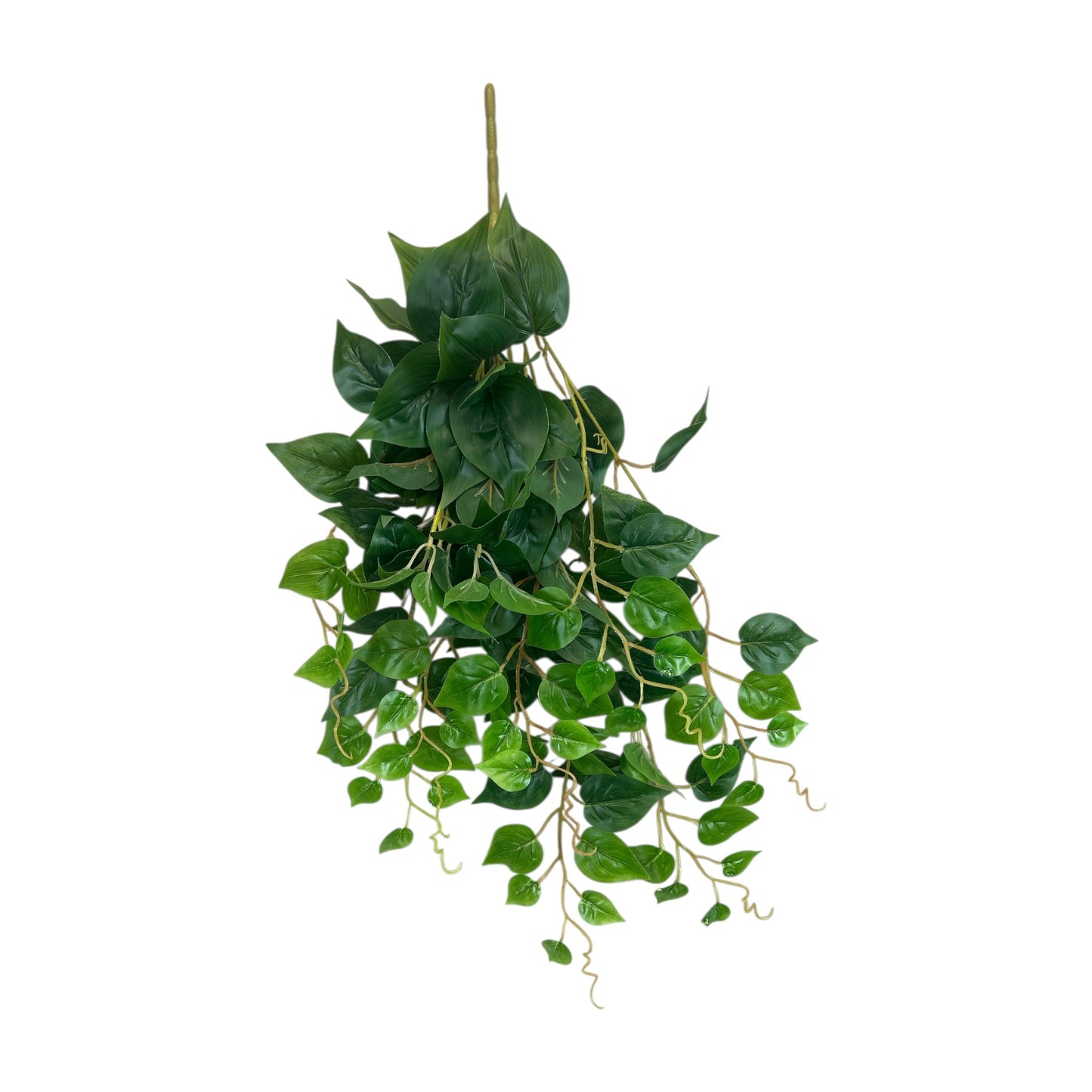 Pothos Bush- 7 heads