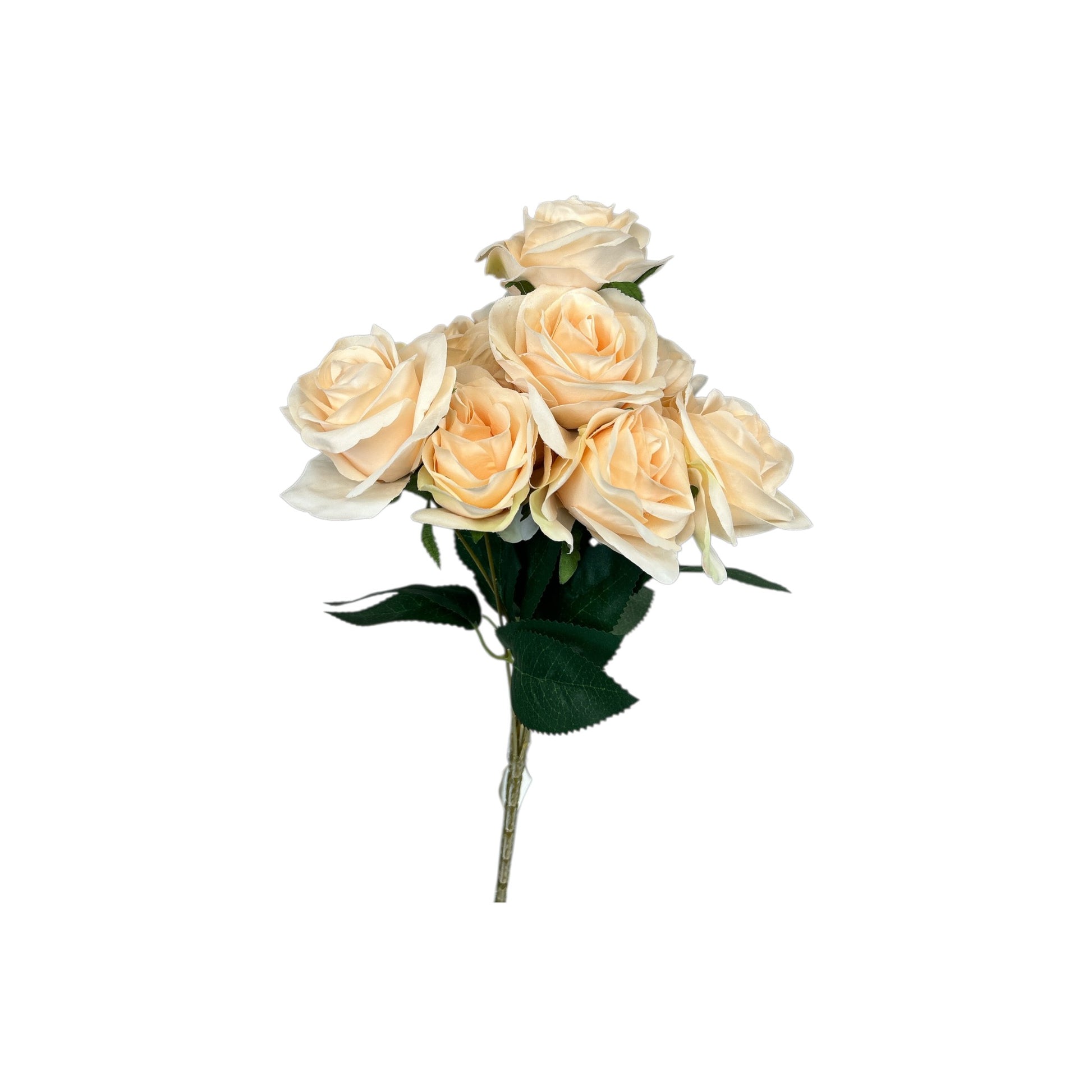 Peach Rose Bush- 9 heads