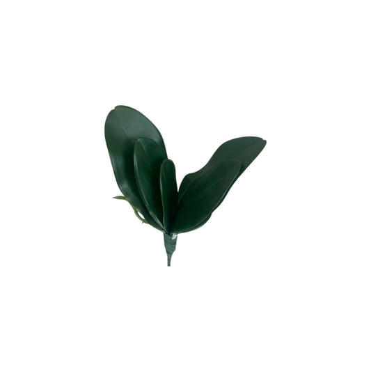 Phalaenopsis Leaves Stem