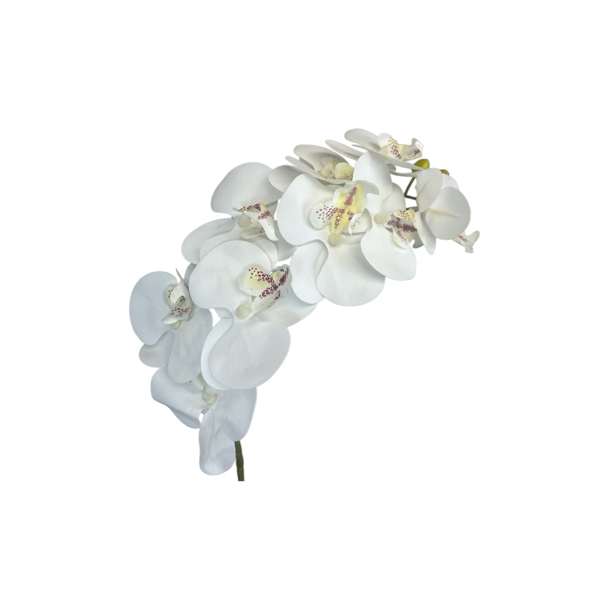White Phalaenopsis Orchid Spray- 9 heads