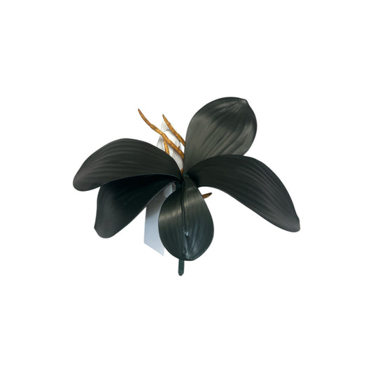 Phalaenopsis Leaves Stem